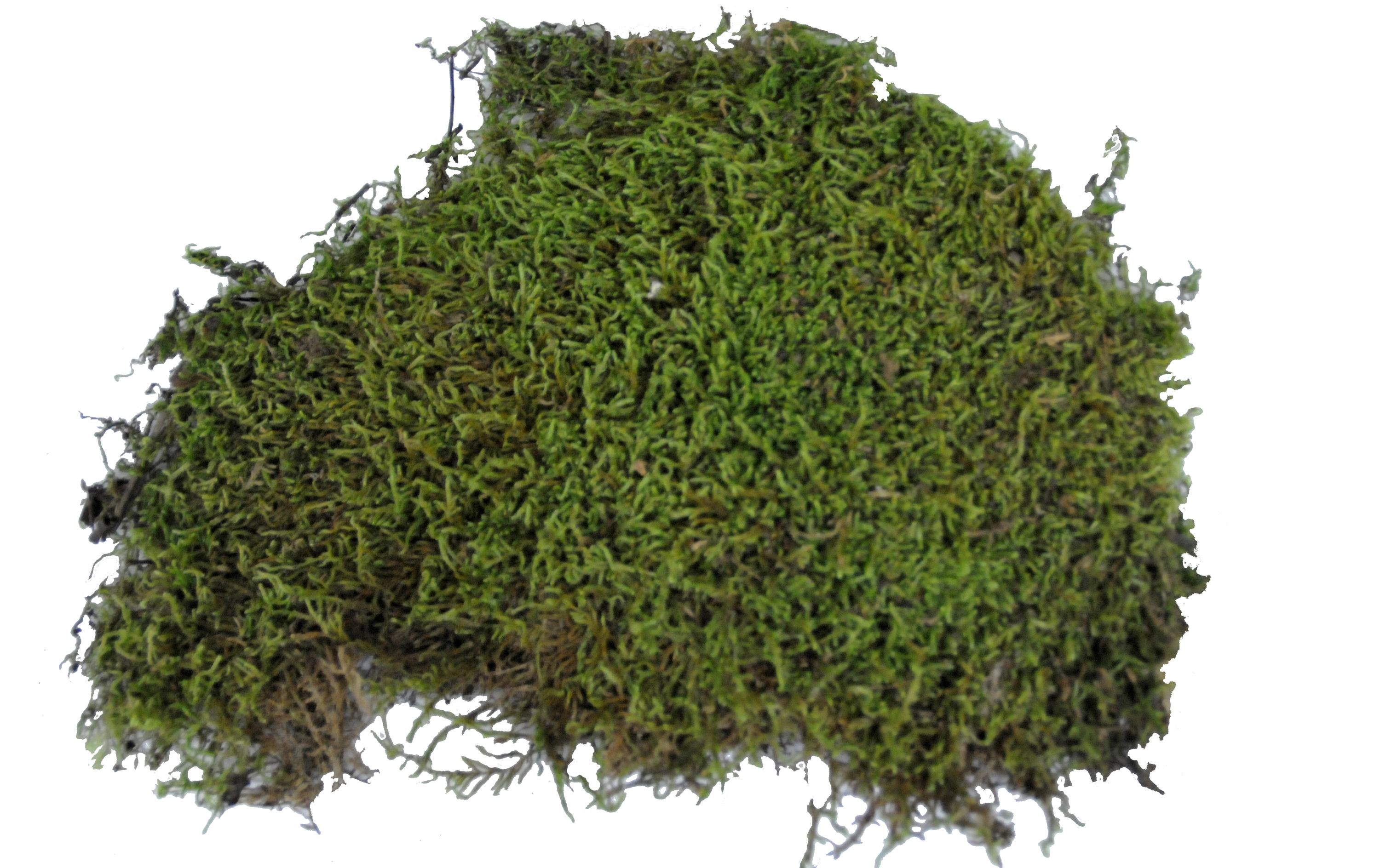 Lucky Reptile Bodensubstrat Vivarium Moss 150 g Lucky Reptile Bodensubstrat Vivarium Moss 150 g