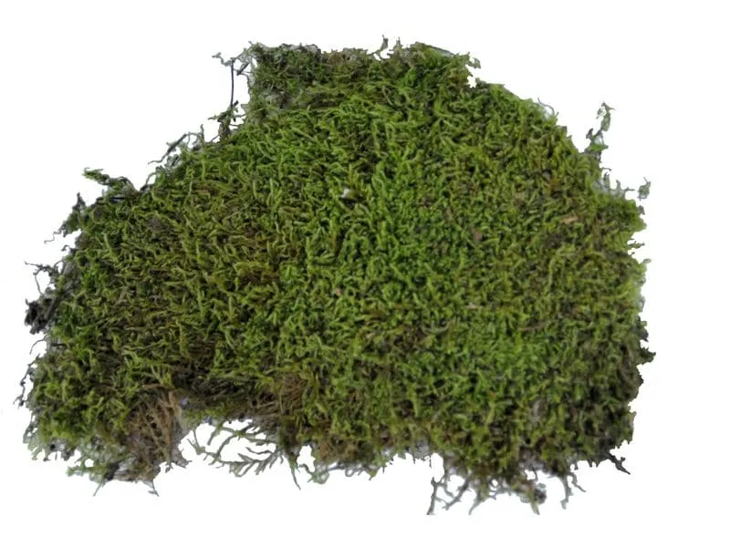 Lucky Reptile Bodensubstrat Vivarium Moss 150 g Lucky Reptile Bodensubstrat Vivarium Moss 150 g