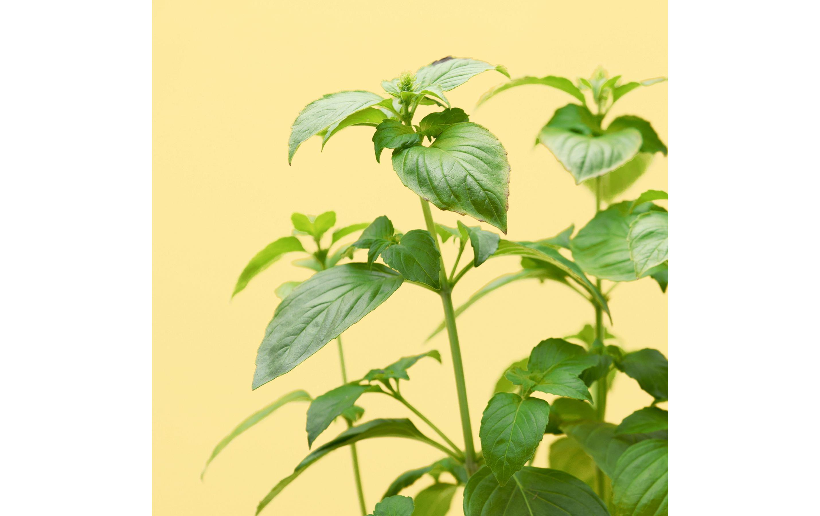 Prêt à Pousser Samen Bataviasalat