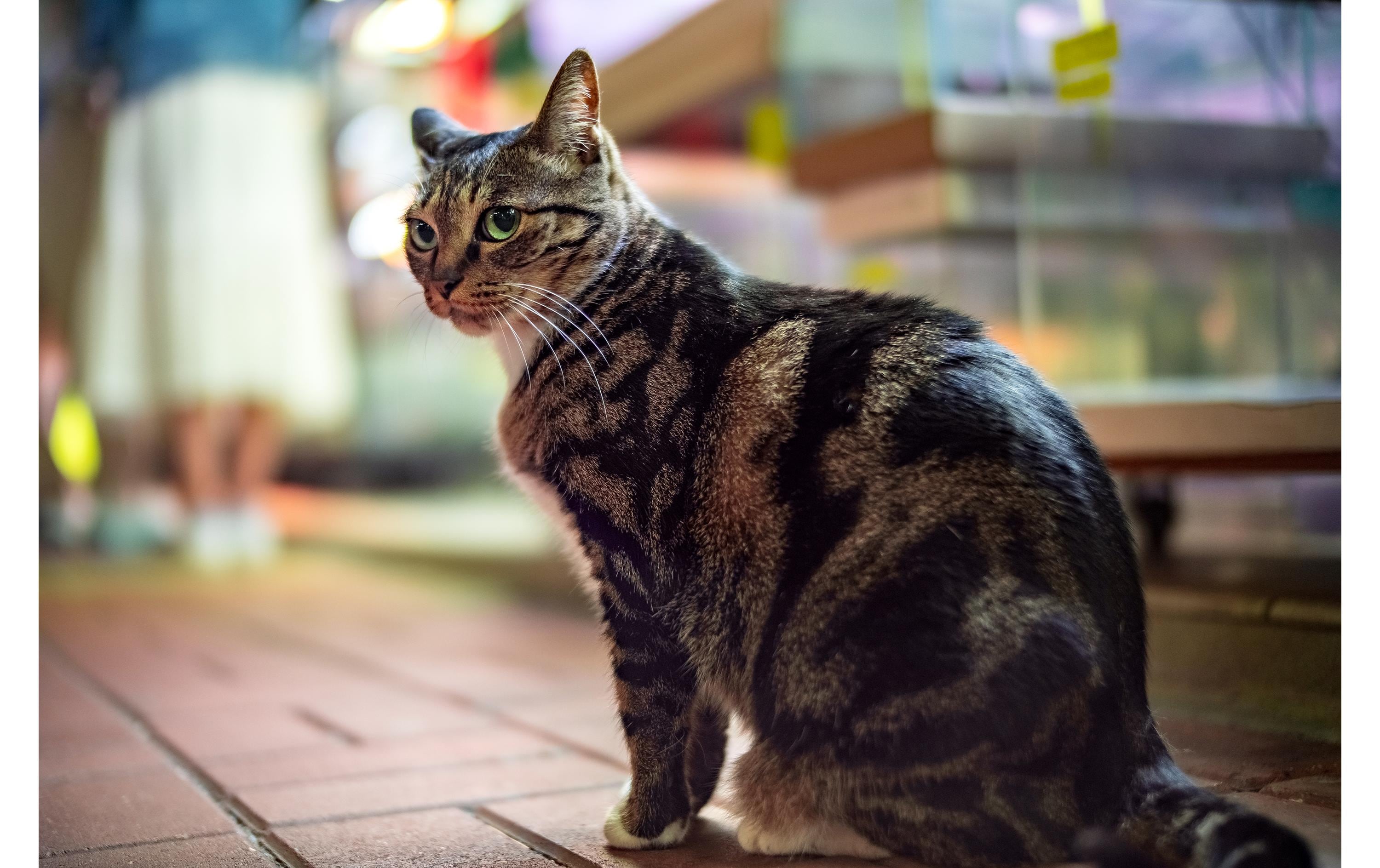 Laowa Festbrennweite Argus 33 mm F/0.95 CF APO – Canon RF