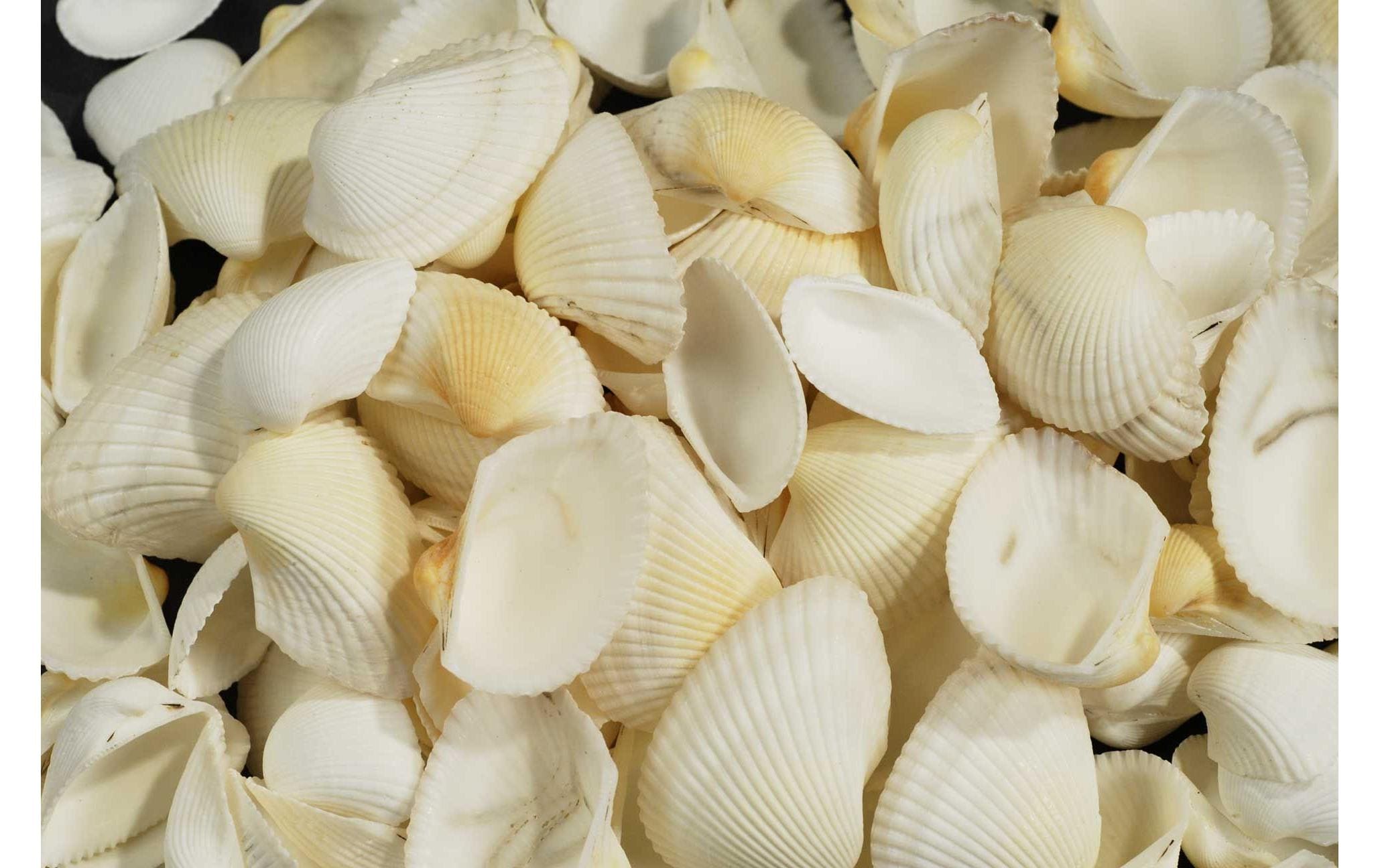 Ambiance Muscheln, 1.2 kg Weiss Ambiance Muscheln, 1.2 kg Weiss