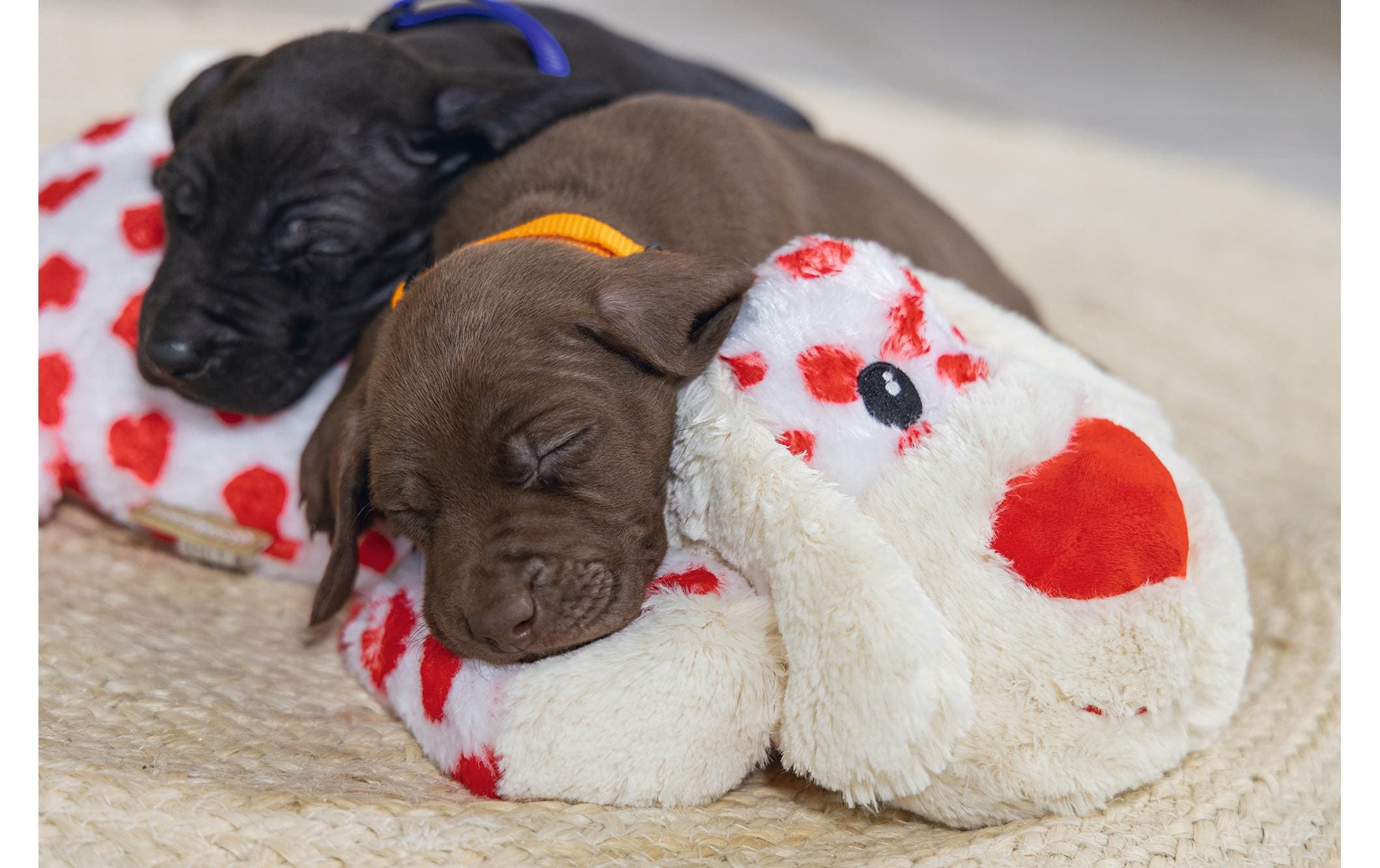 Beeztees Hunde-Spielzeug Hund Suki XL, 48 x 46 x 11 cm