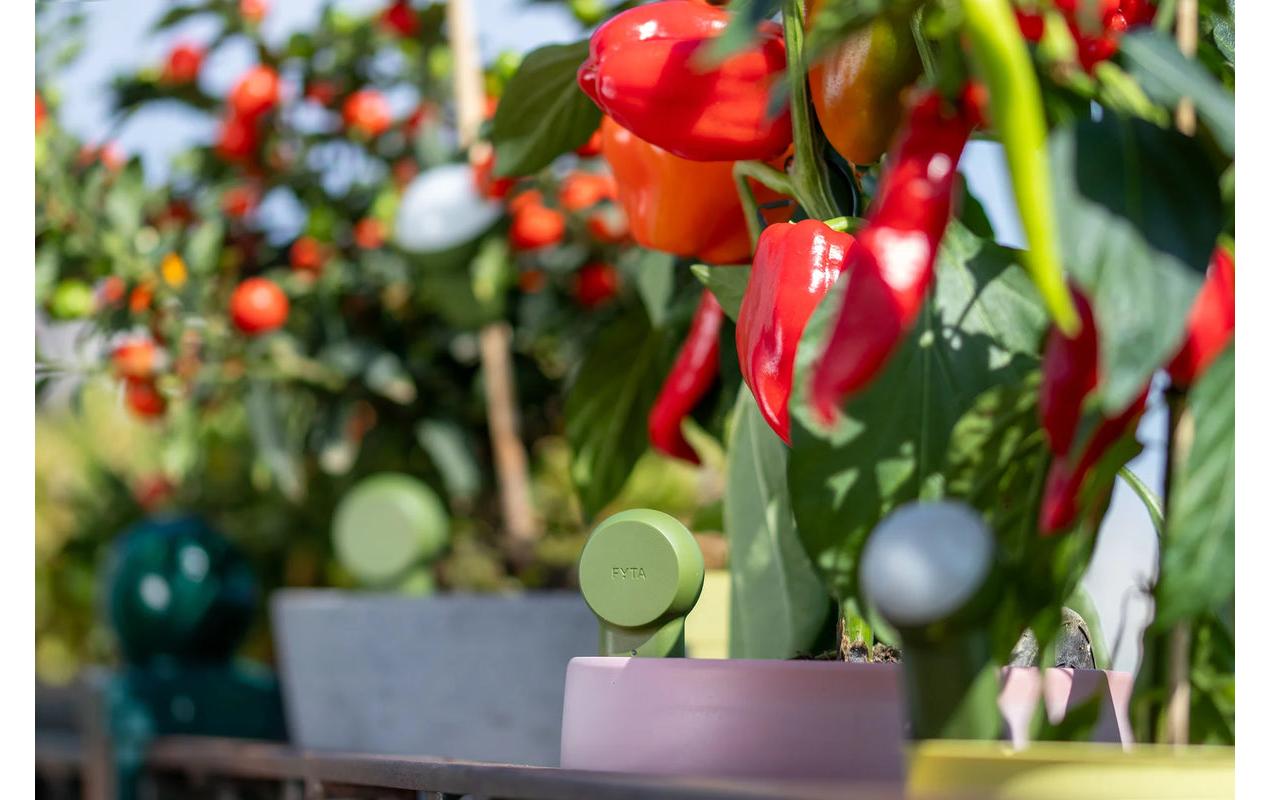 Fyta Tropfer-Set Grow