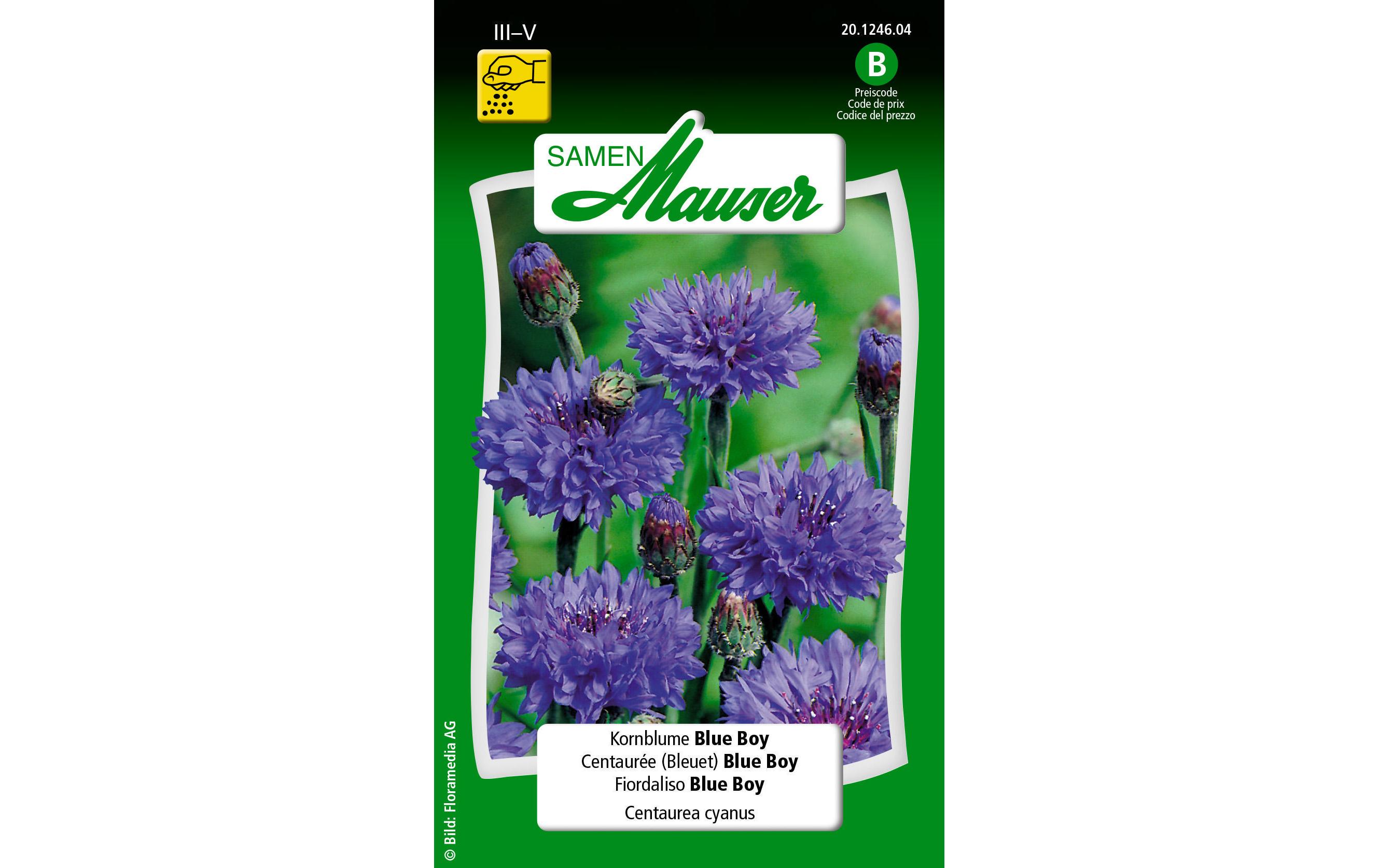 Samen Mauser Saatgut Kornblume Blue Boy