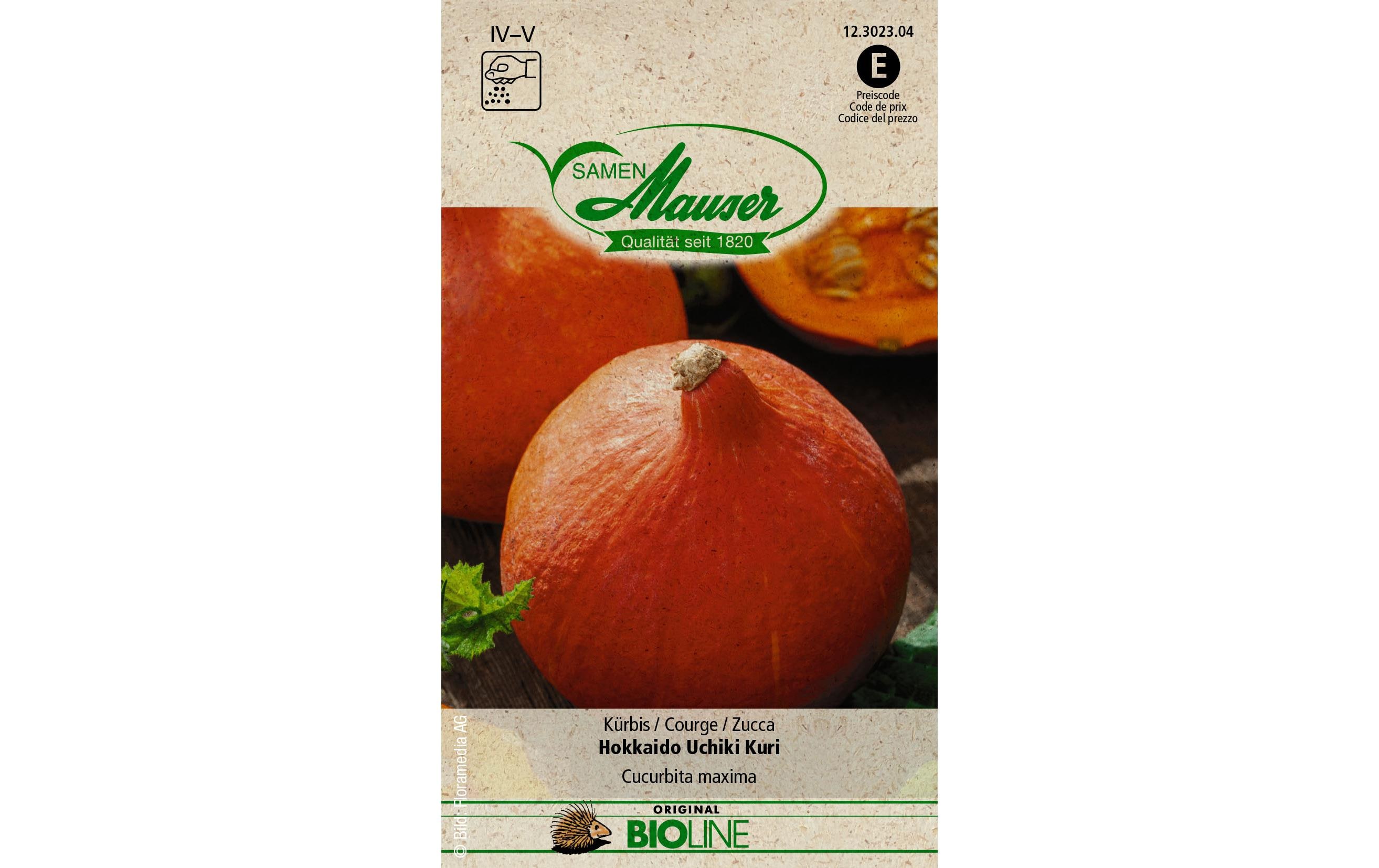 Samen Mauser Samen BIO Kürbis Hokkaido Uchiki Kuri Samen Mauser Samen BIO Kürbis Hokkaido Uchiki Kuri