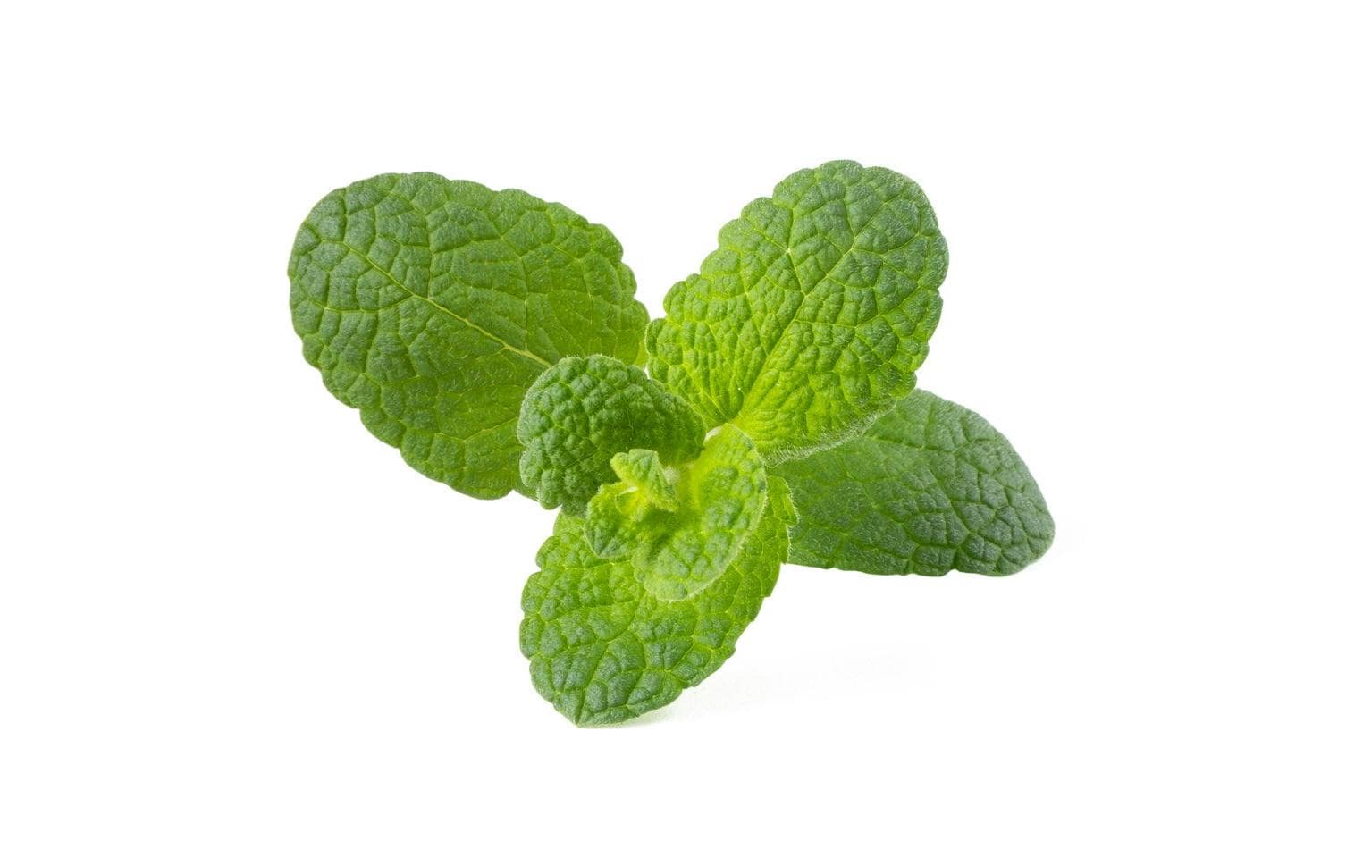 Click and Grow Samen Apfel-Minze, 3er-Pack Click and Grow Samen Apfel-Minze, 3er-Pack