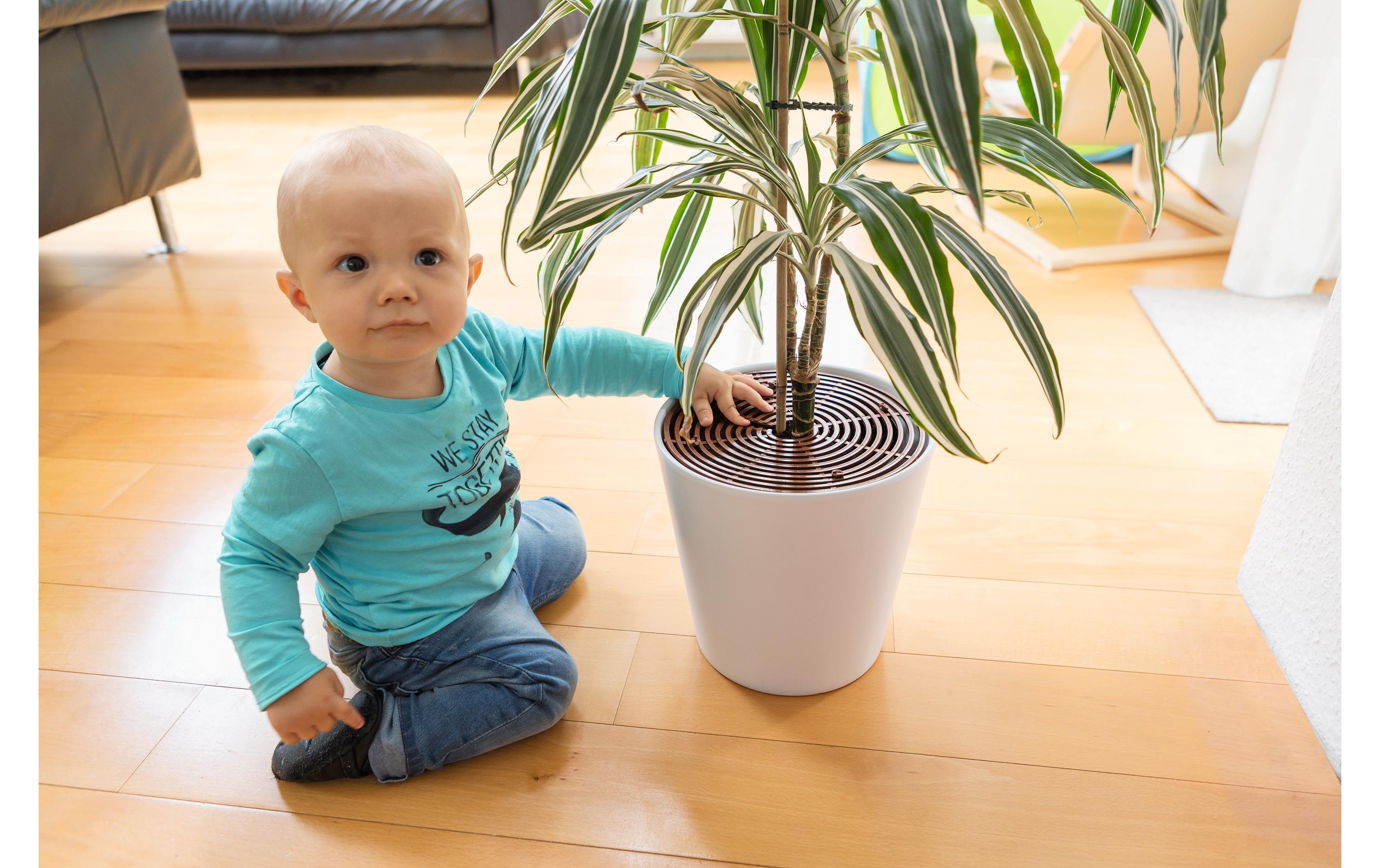 Abus Pflanzentopfgitter Noah 2er Set Abus Pflanzentopfgitter Noah 2er Set