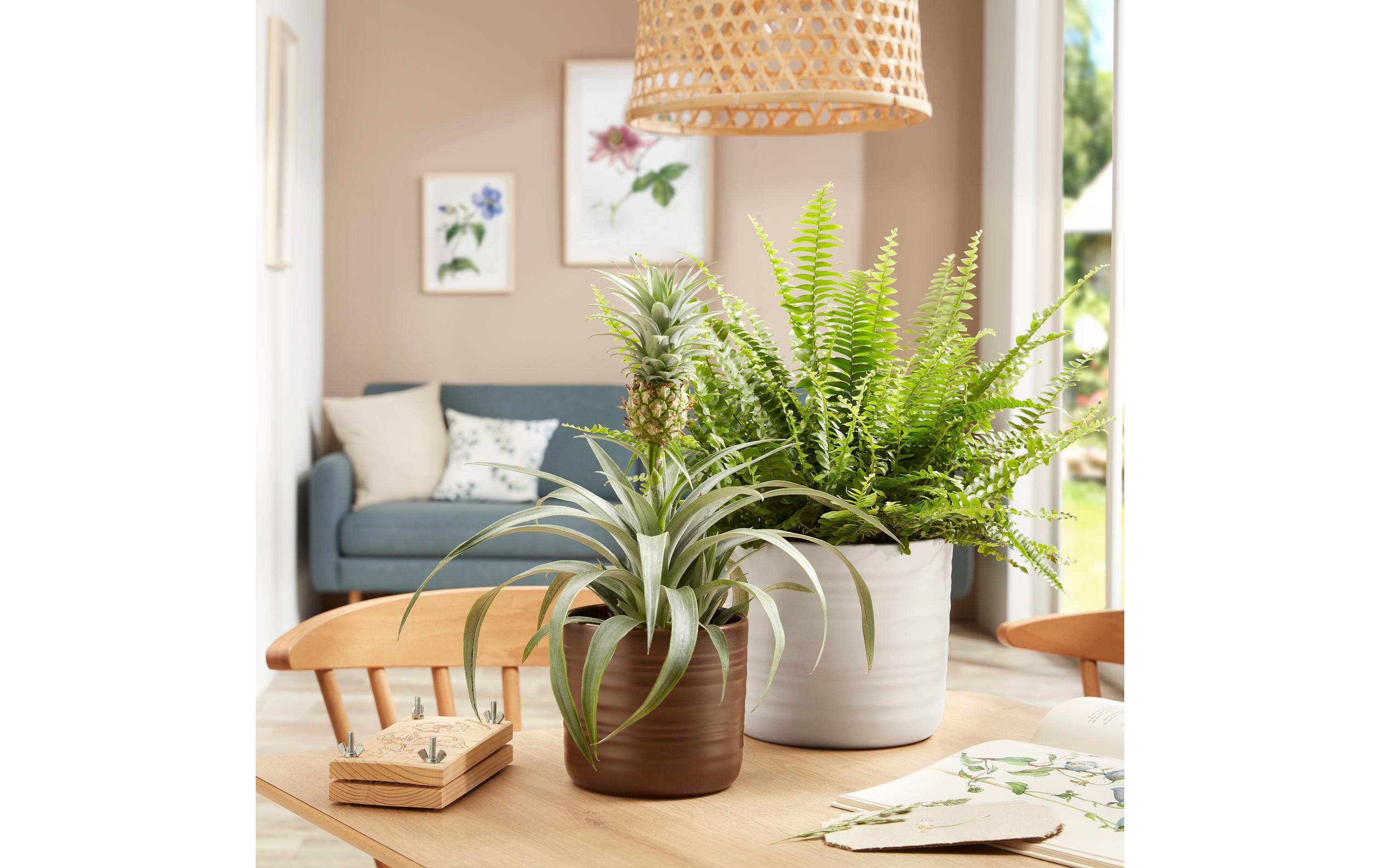 scheurich Blumentopf Cottage 28.5 cm, Weiss