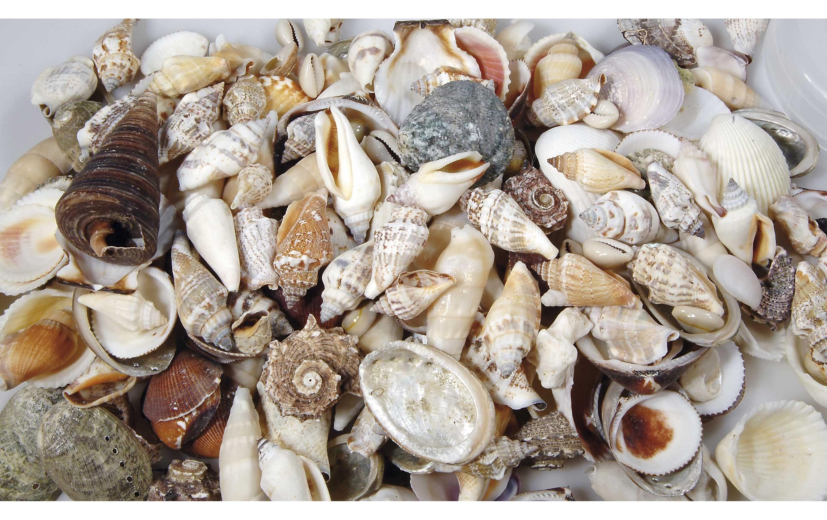 Ambiance Muscheln, 1.2 kg Nature Ambiance Muscheln, 1.2 kg Nature