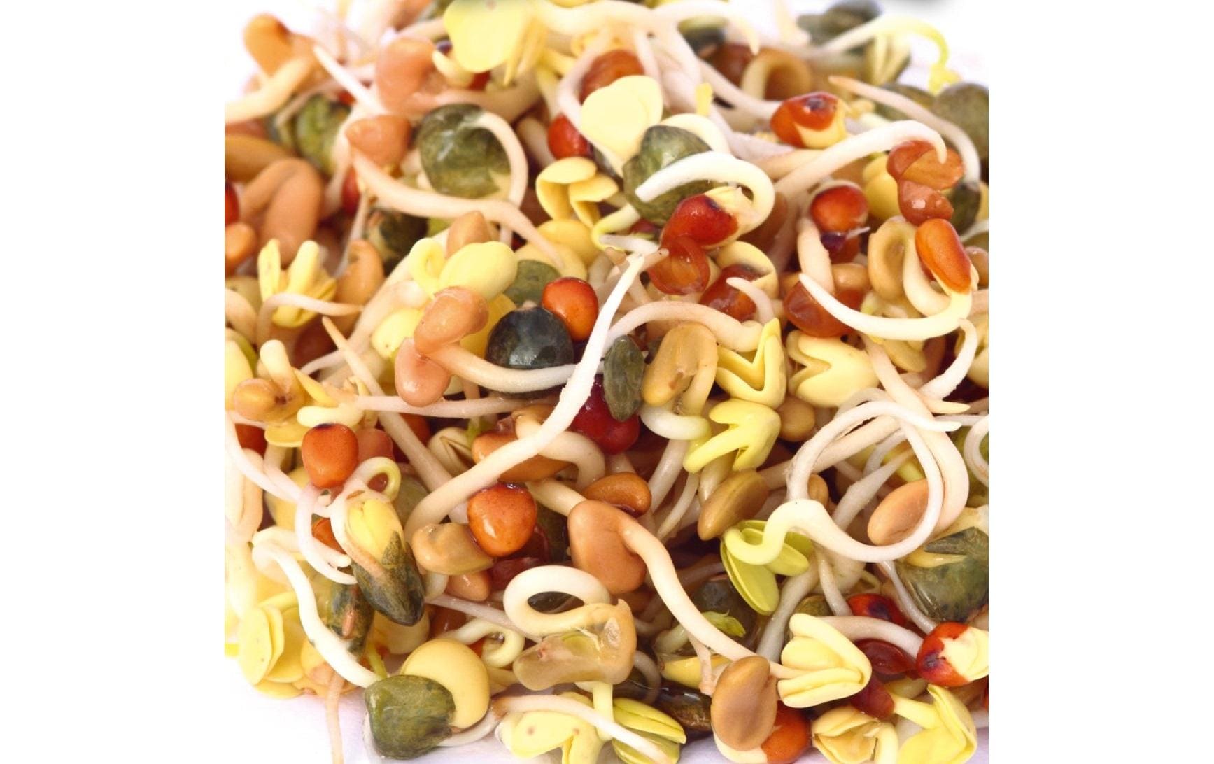 Gusta Garden Samen Microgreens Daikon-Rettich HARRY HERBS Gusta Garden Samen Microgreens Daikon-Rettich HARRY HERBS