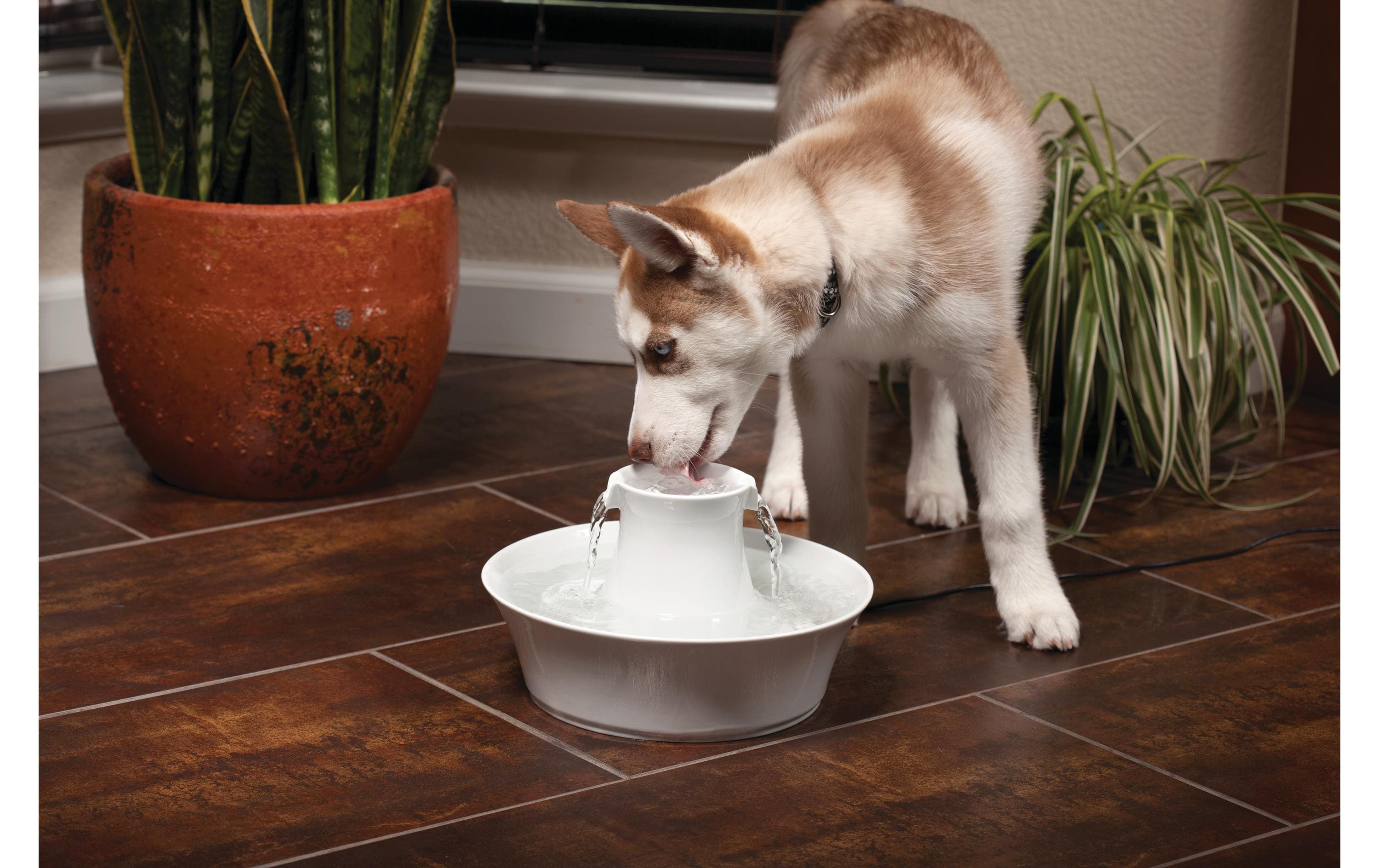 PetSafe Wasserautomat Drinkwell Keramik-Trinkbrunnen Avalon, 2 l