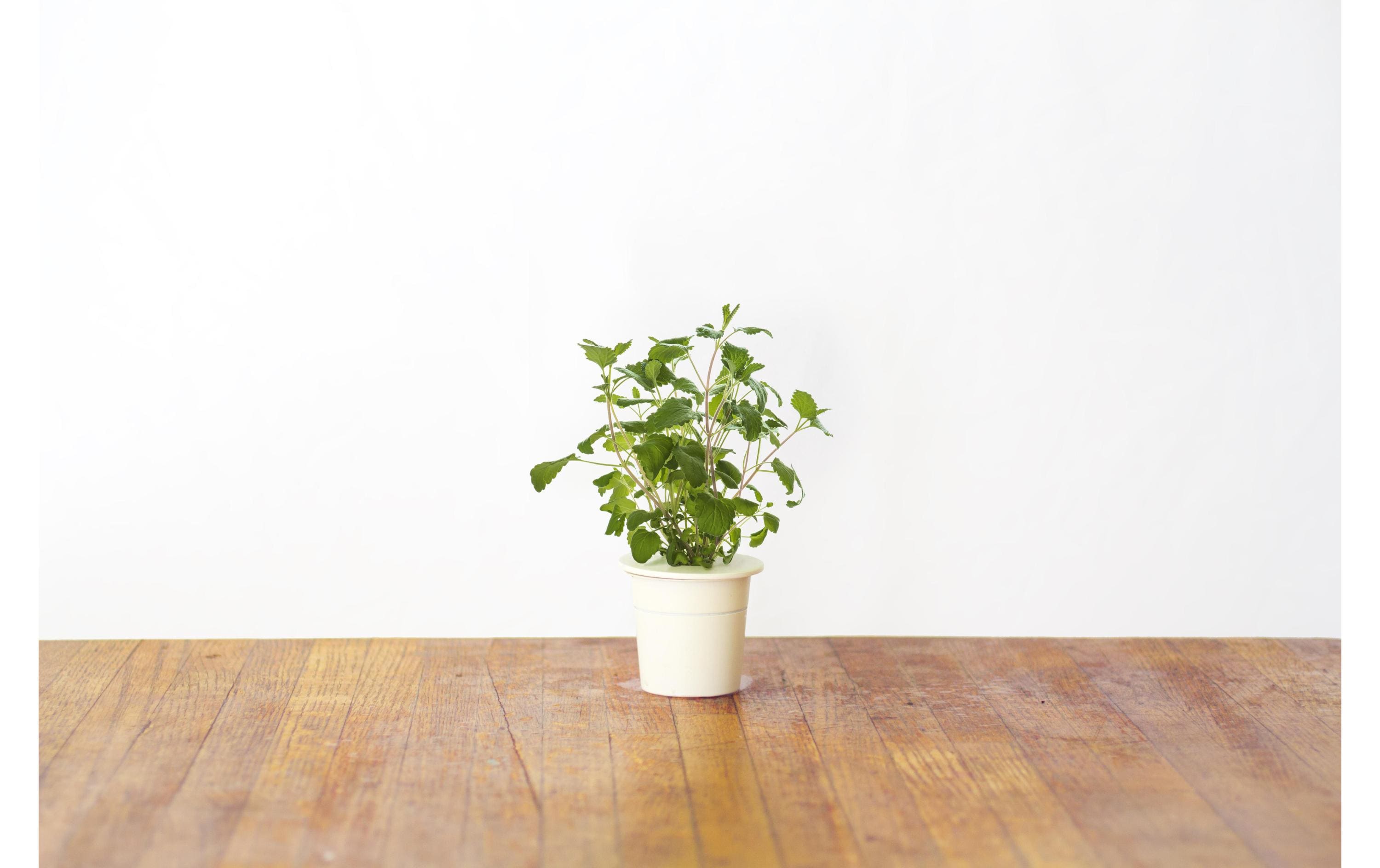 Click and Grow Samen Katzenminze Click and Grow Samen Katzenminze