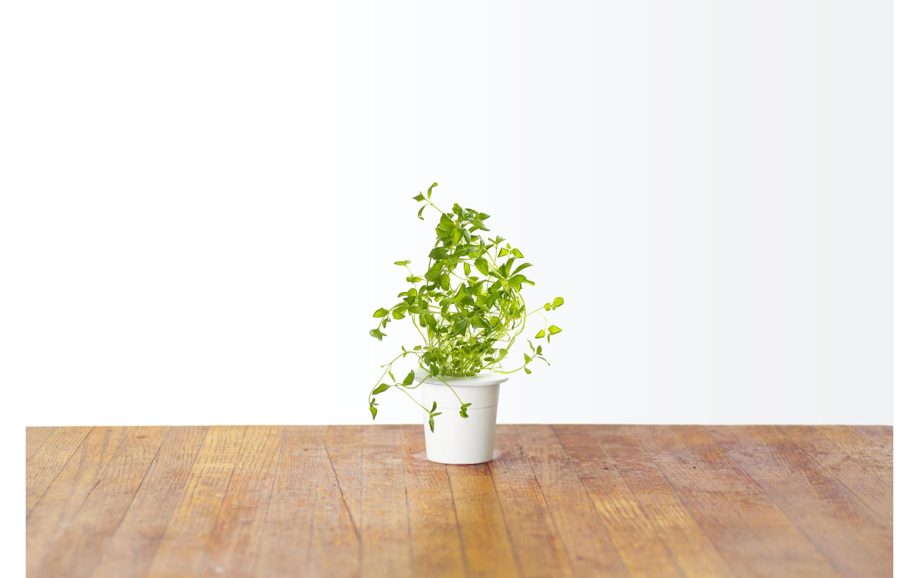 Click and Grow Samen Oregano Click and Grow Samen Oregano