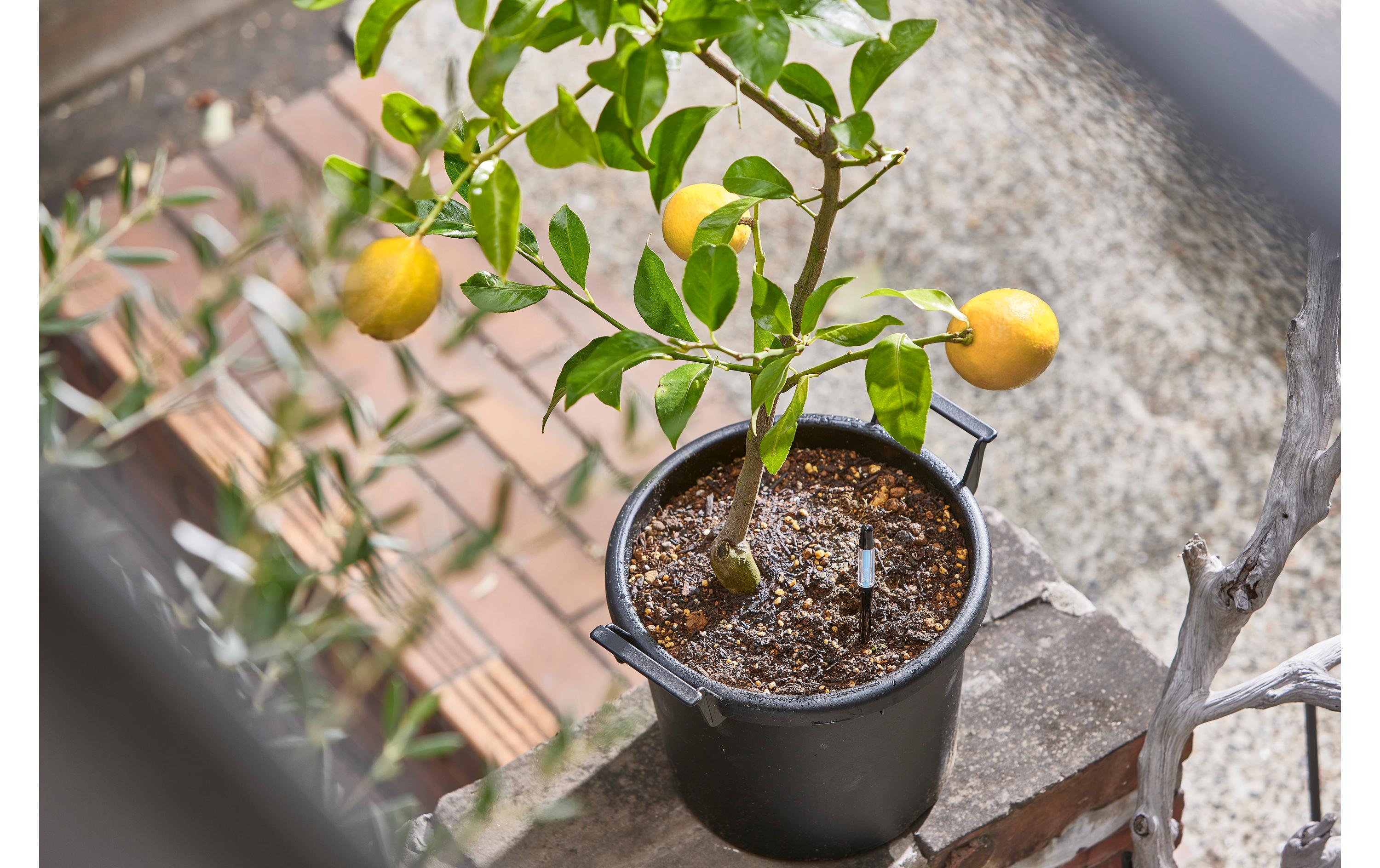 SUStee SUSTEE Einzelpack Giessanzeiger S Schwarz Schwarz