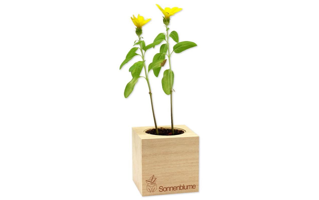 Feel Green Ecocube Sonnenblume BIO Feel Green Ecocube Sonnenblume BIO