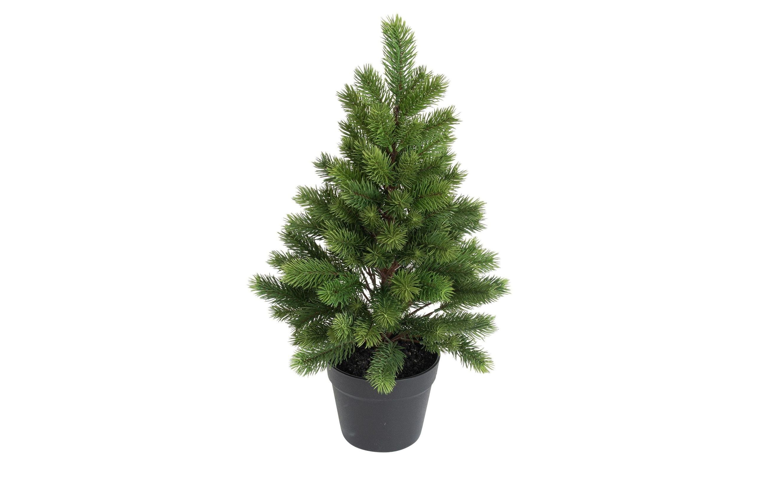 Botanic-Haus Weihnachtsbaum 60 cm, im Topf Botanic-Haus Weihnachtsbaum 60 cm, im Topf