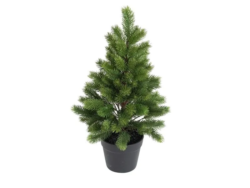 Botanic-Haus Weihnachtsbaum 60 cm, im Topf Botanic-Haus Weihnachtsbaum 60 cm, im Topf