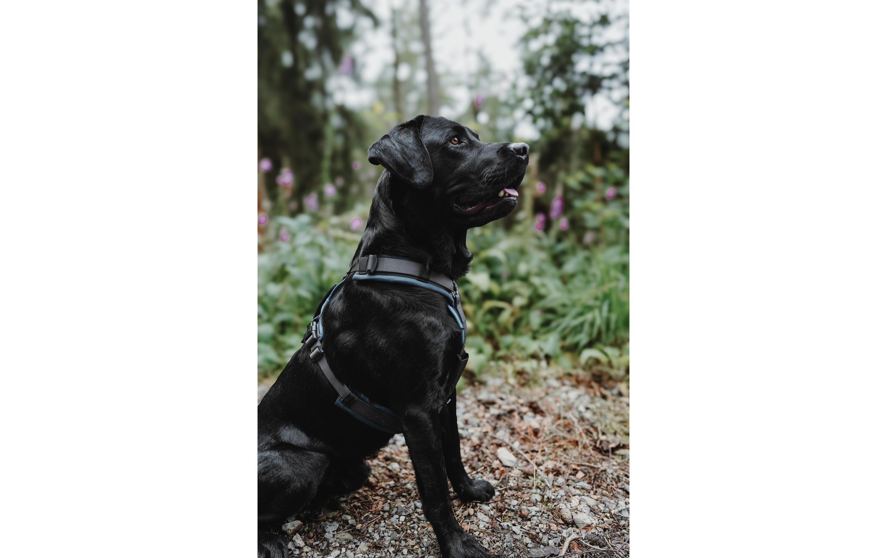 Hunter Geschirr Maldon UP L petrol/grau