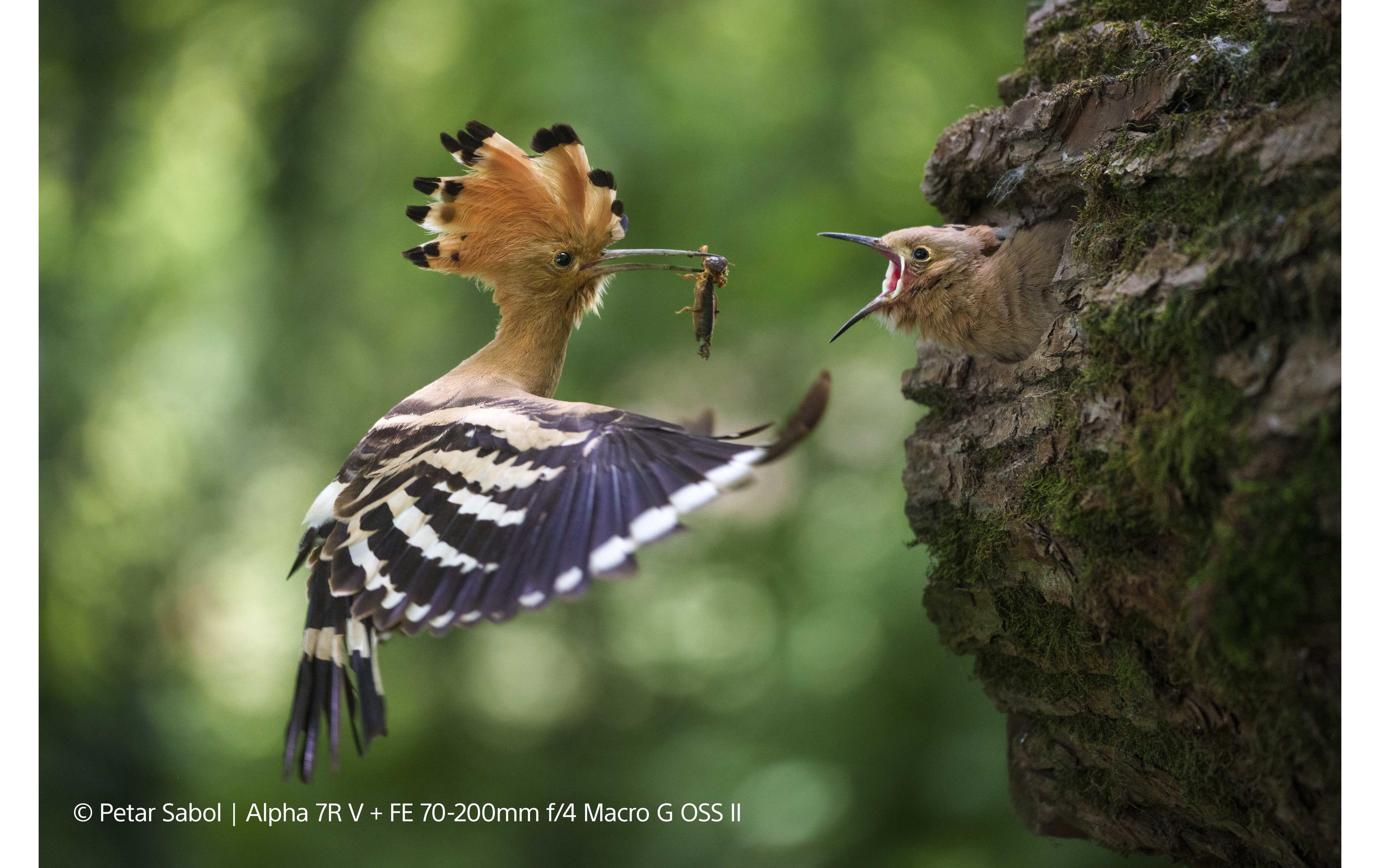 Sony Zoomobjektiv FE 70–200 mm F/4 Makro G OSS Ⅱ Sony E-Mount