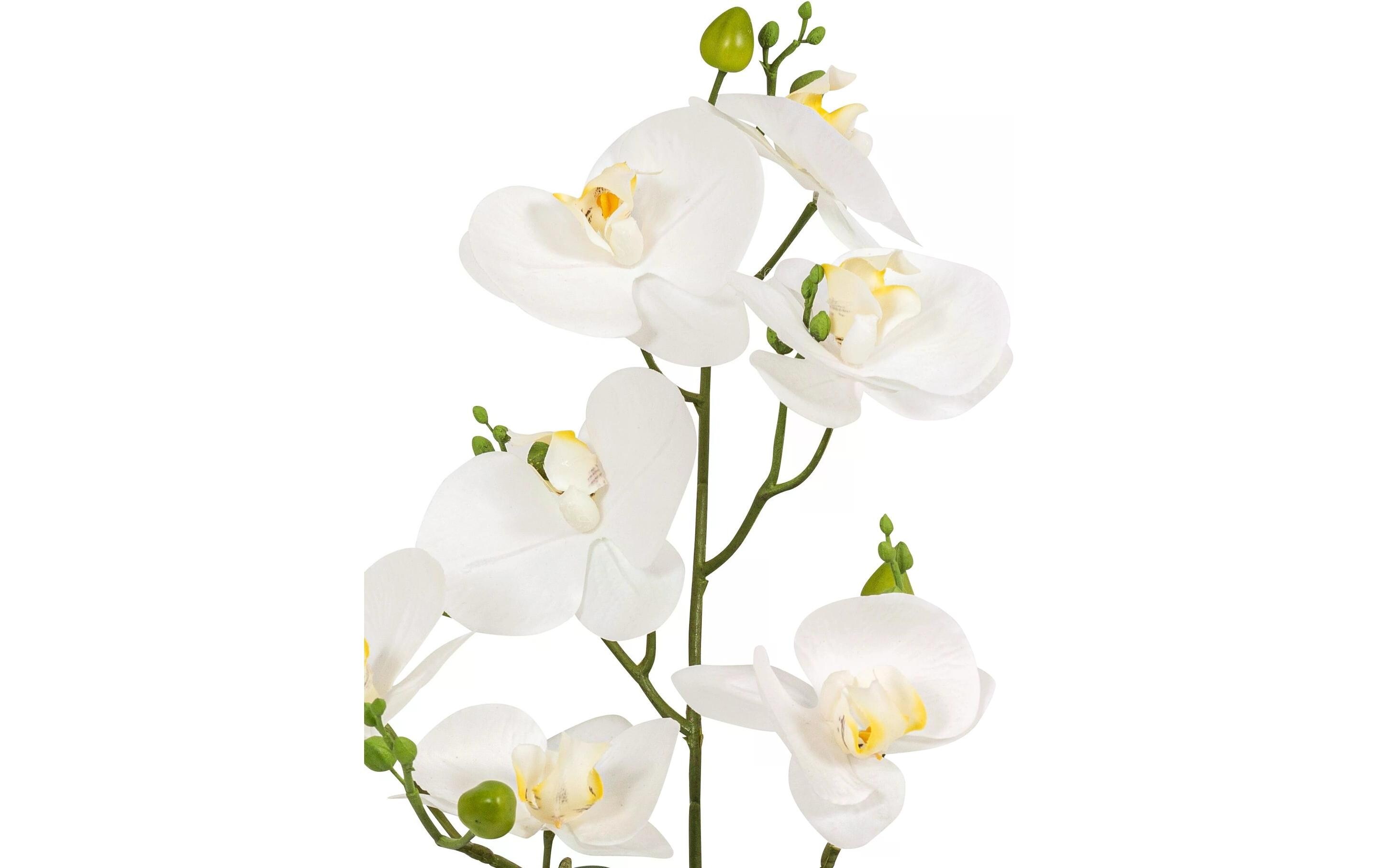 Botanic-Haus Kunstpflanze Phaleanopsis im Topf 67 cm