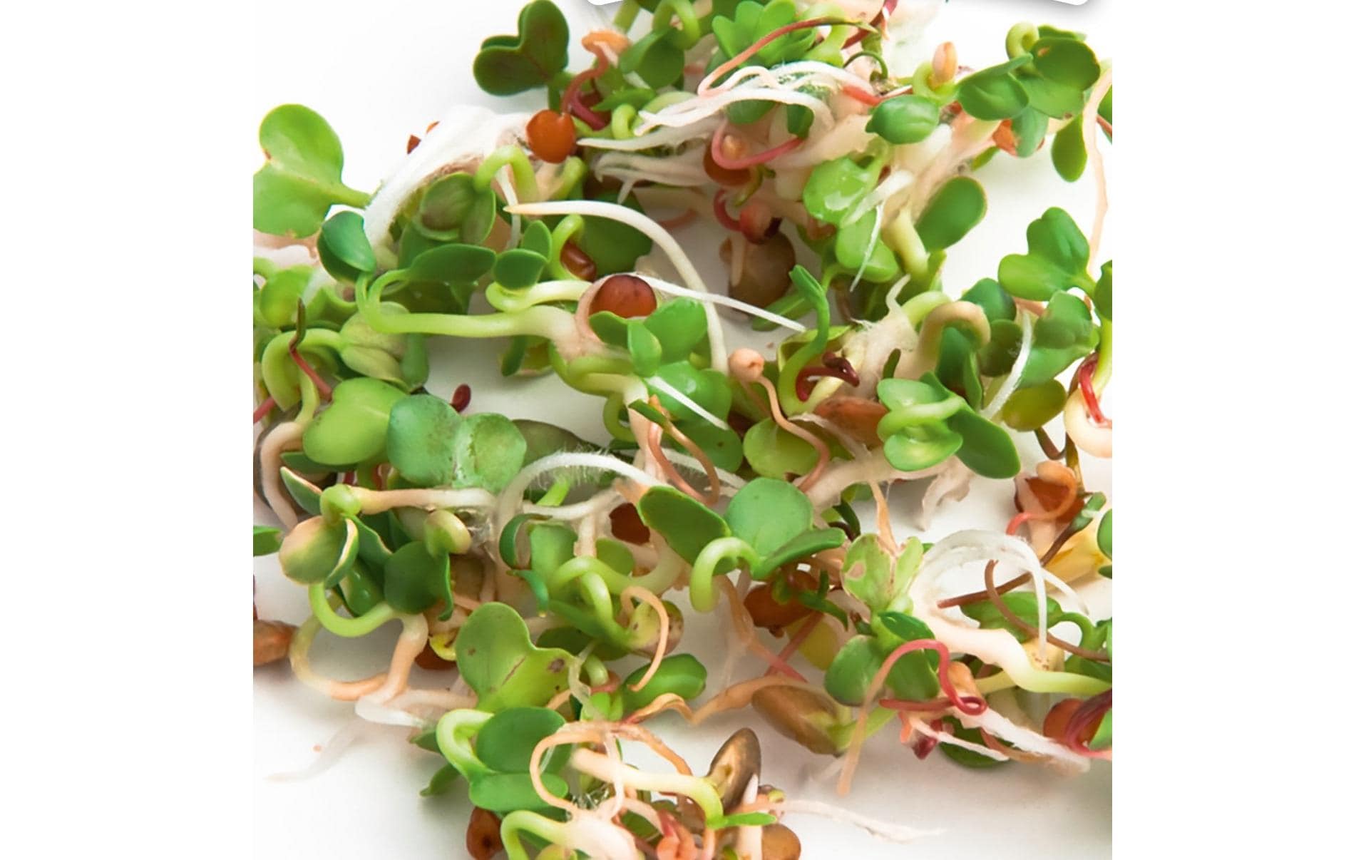 Gusta Garden Samen Microgreens Ruca-Salatrauke HARRY HERBS Gusta Garden Samen Microgreens Ruca-Salatrauke HARRY HERBS