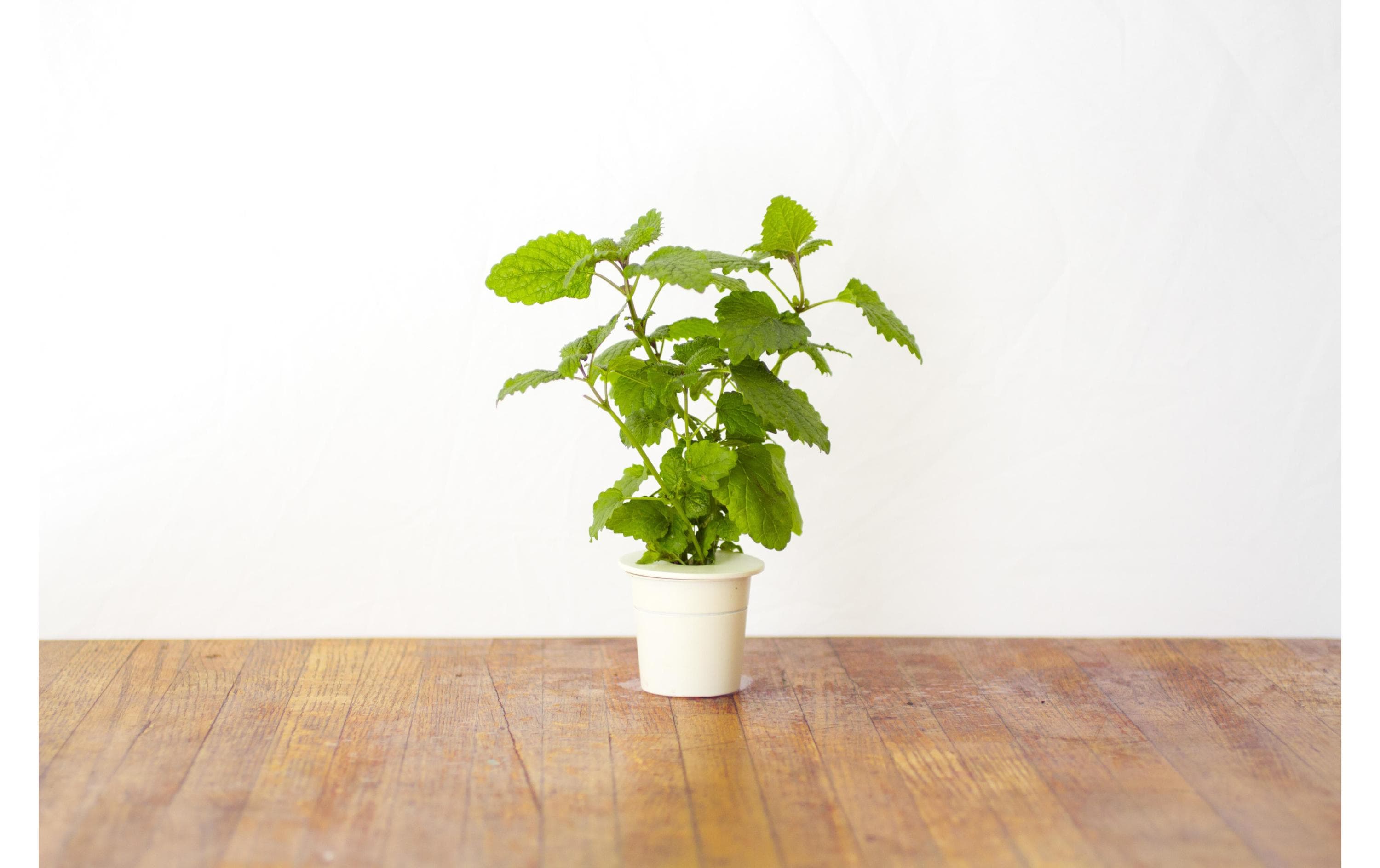 Click and Grow Samen Zitronenmelisse