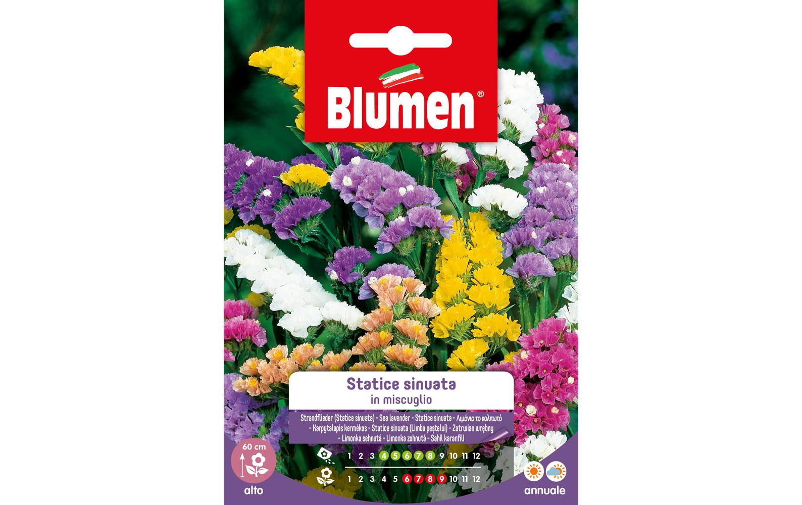Blumen Saatgut Strandflieder Mix Blumen Saatgut Strandflieder Mix