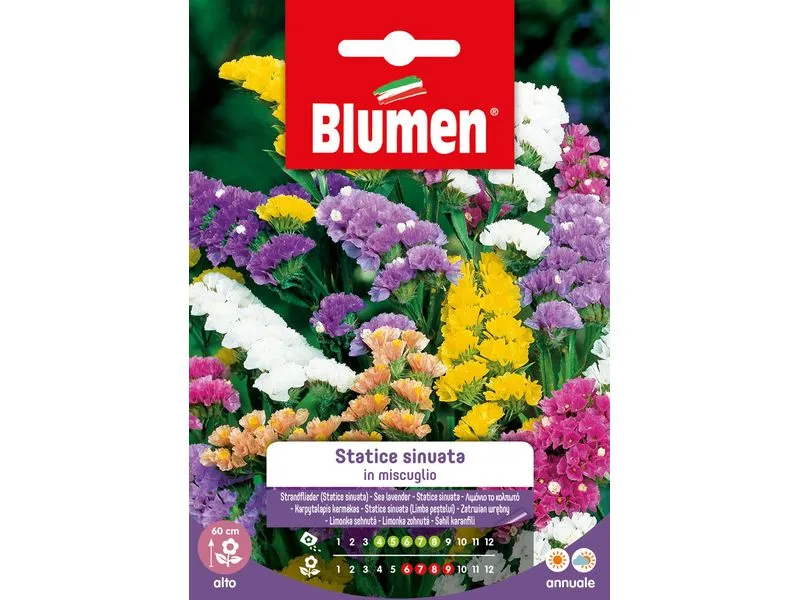 Blumen Saatgut Strandflieder Mix