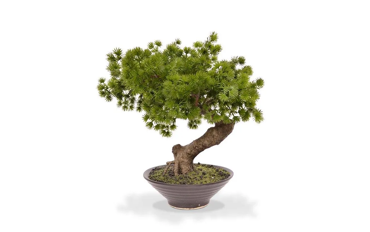 Botanic-Haus Kunstpflanze Bonsai Pinus mit Schale Botanic-Haus Kunstpflanze Bonsai Pinus mit Schale
