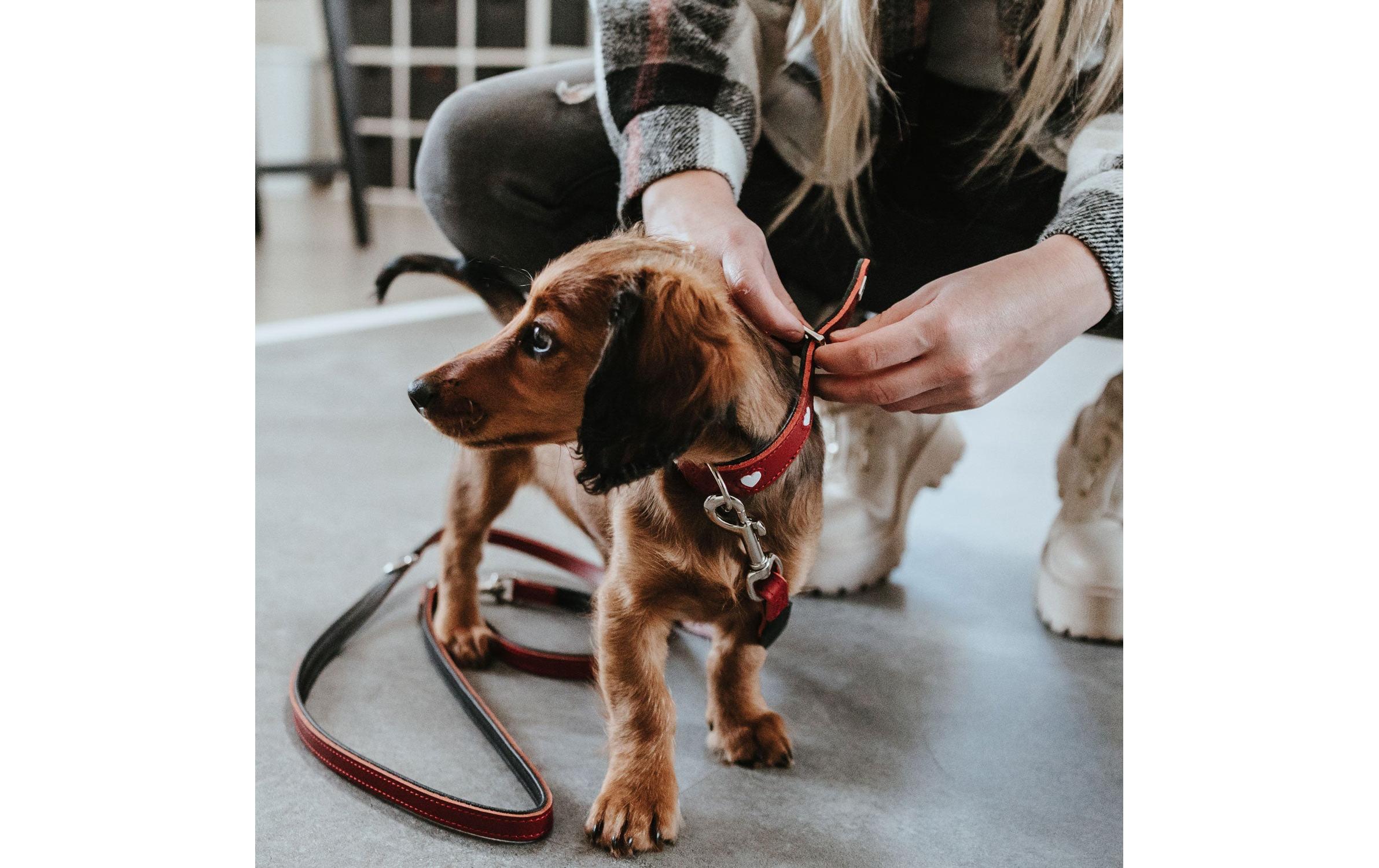 Hunter Halsband Love S-M (42), Rot/Schwarz