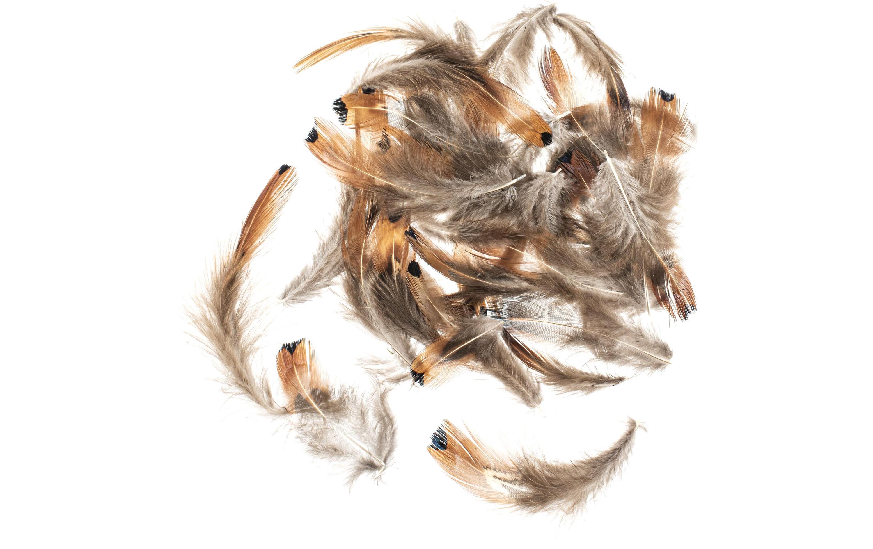 Glorex Federn Fasan 5-12 cm, 10g, Braun