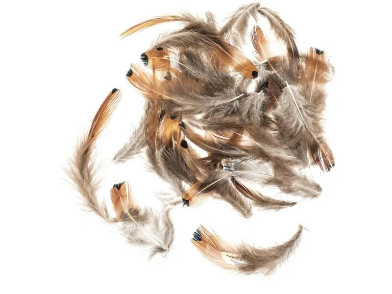 Glorex Federn Fasan 5-12 cm, 10g, Braun Glorex Federn Fasan 5-12 cm, 10g, Braun