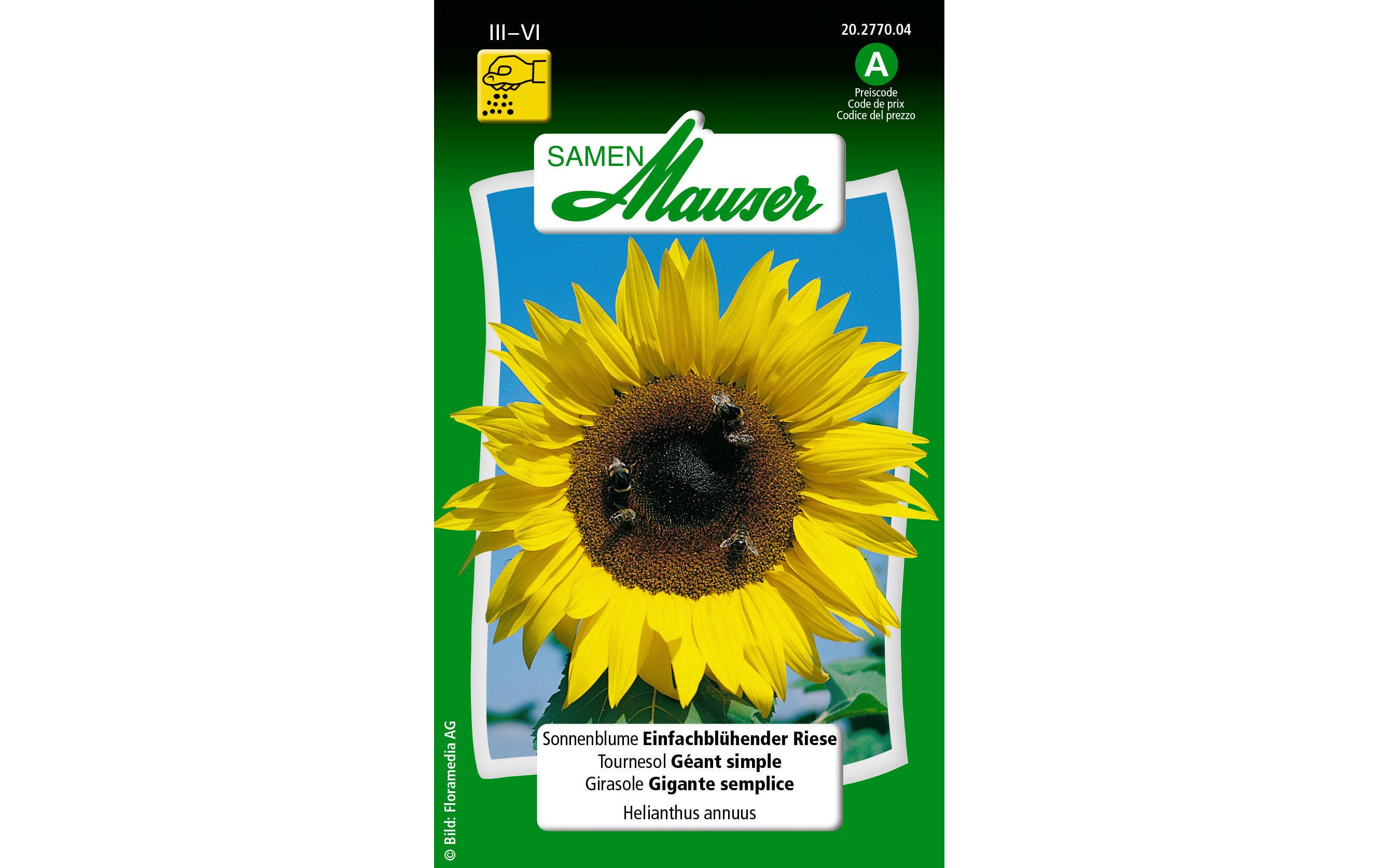 Samen Mauser Saatgut Sonnenblume Einfachblüh. Riese