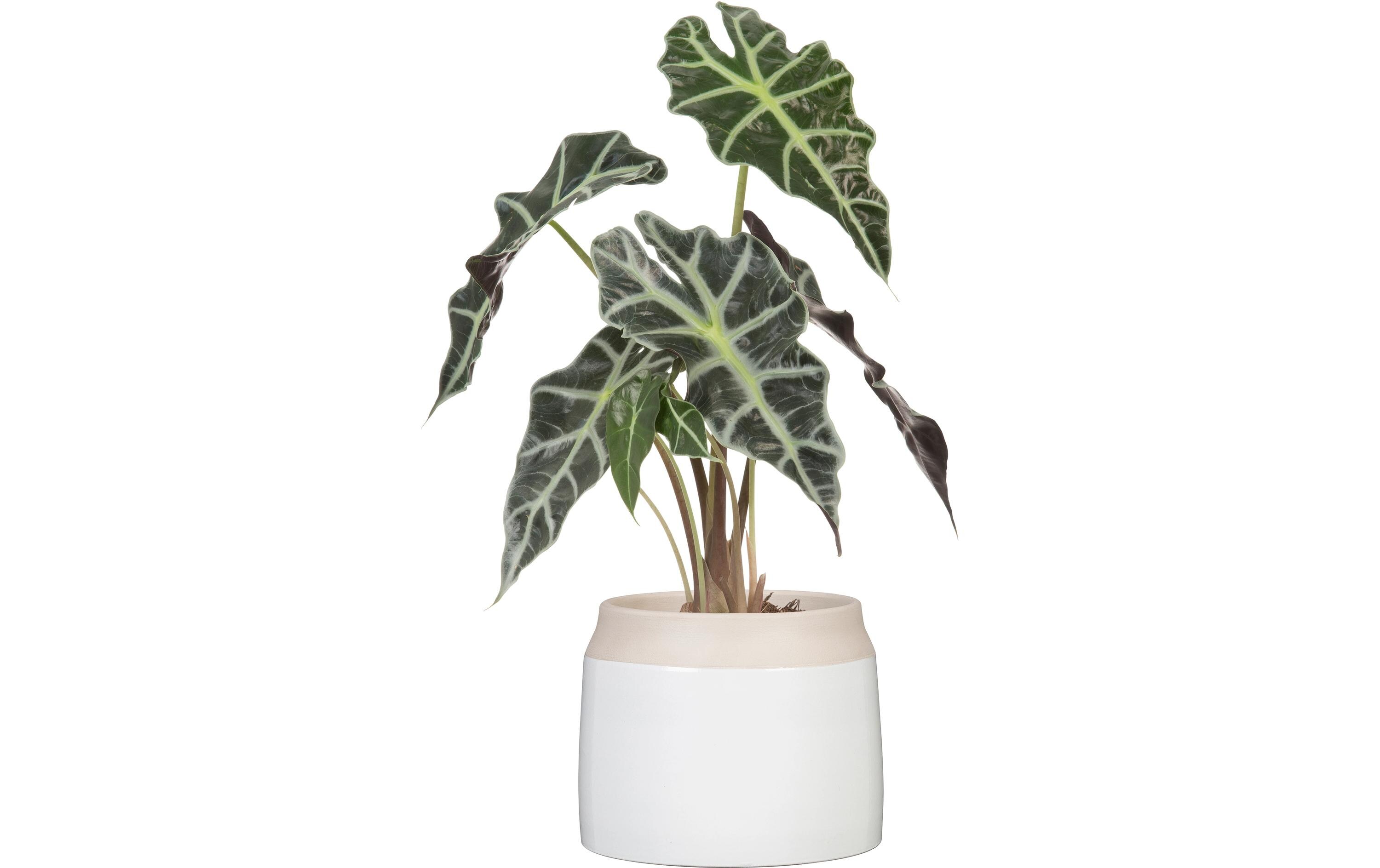 scheurich Blumentopf Blanco 717, 14.9 cm, Weiss