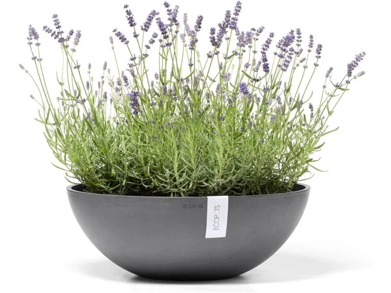 Ecopots Blumentopf Vienna Ø 50 cm Dunkelgrau Ecopots Blumentopf Vienna Ø 50 cm Dunkelgrau