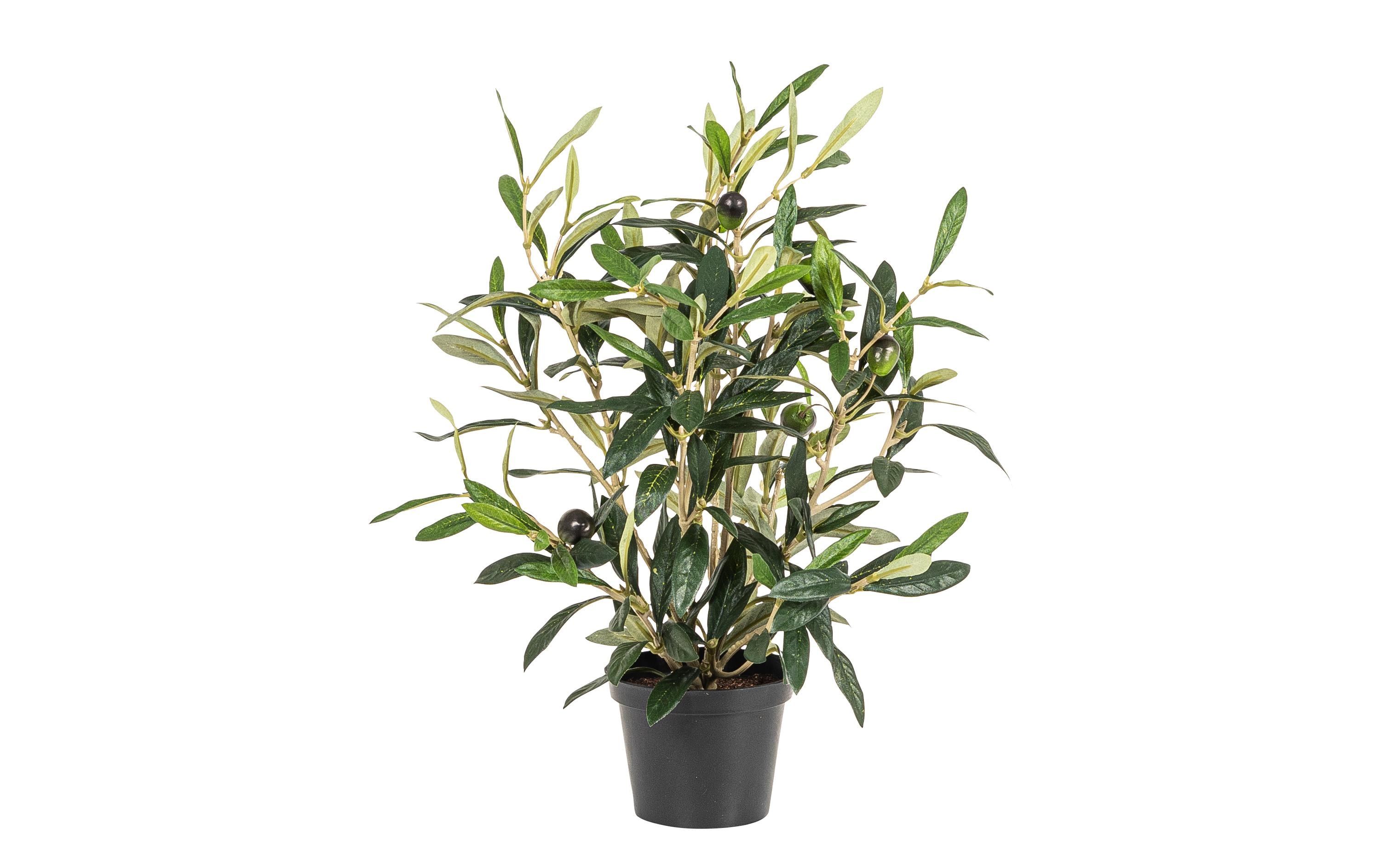 Botanic-Haus Kunstpflanze Olive 34 cm