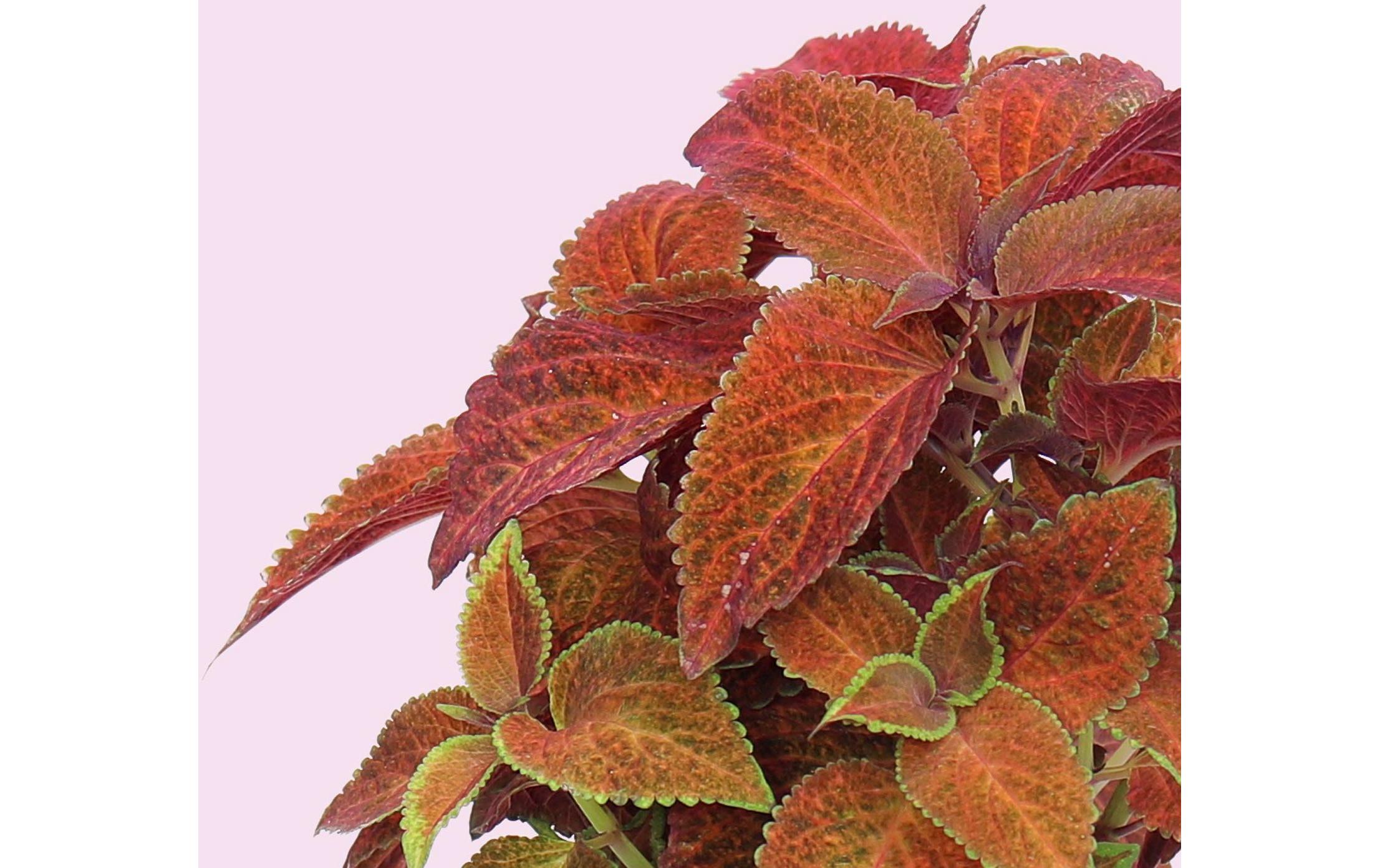 Prêt à Pousser Samen Coleus Prêt à Pousser Samen Coleus