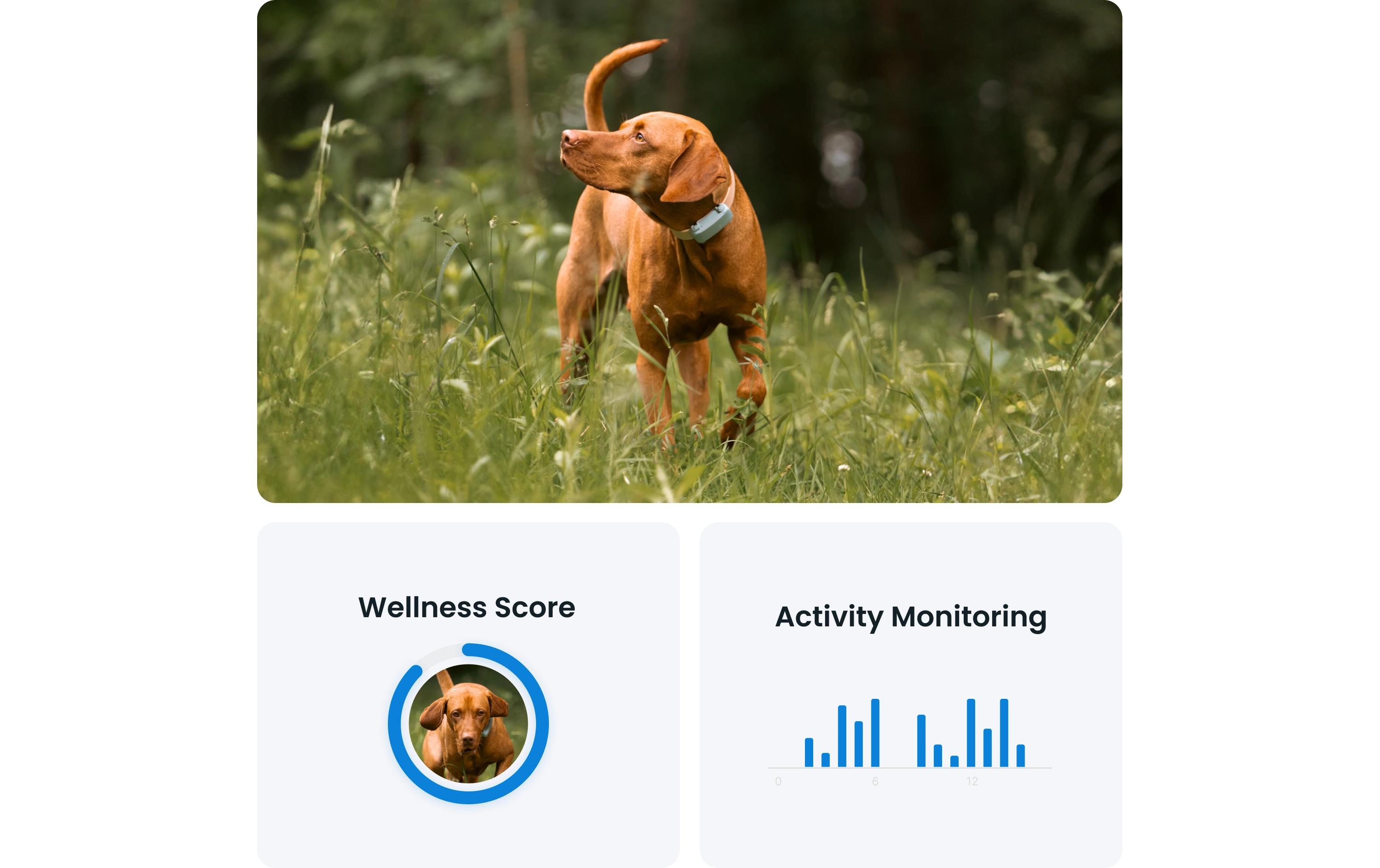 tractive GPS-Tracker DOG 6 Mint