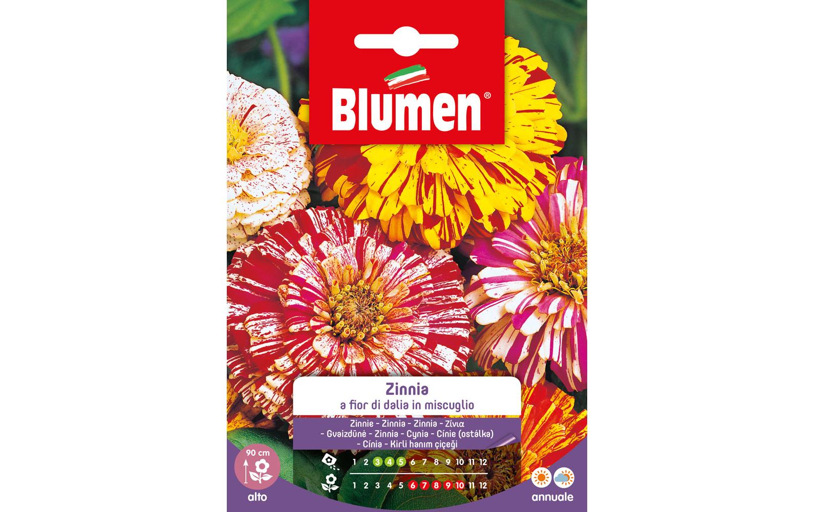 Blumen Saatgut Zinnie Dahlienblütig Mix Blumen Saatgut Zinnie Dahlienblütig Mix