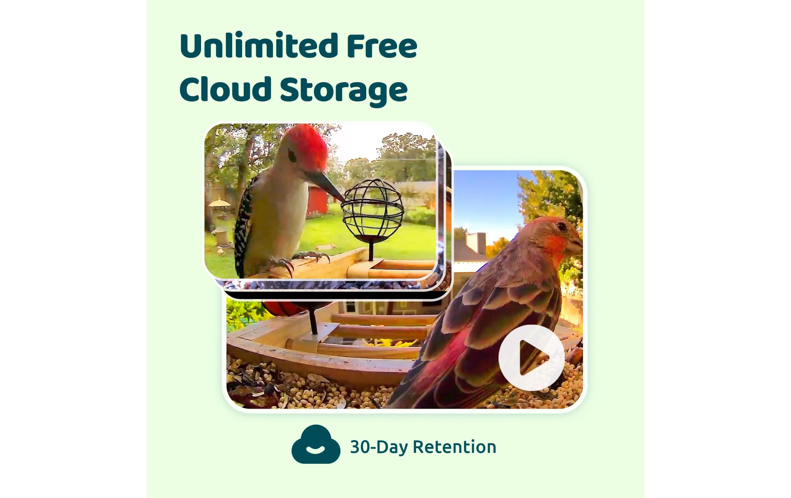 Birdfy Futterspender FSC Bambus Mini Solar