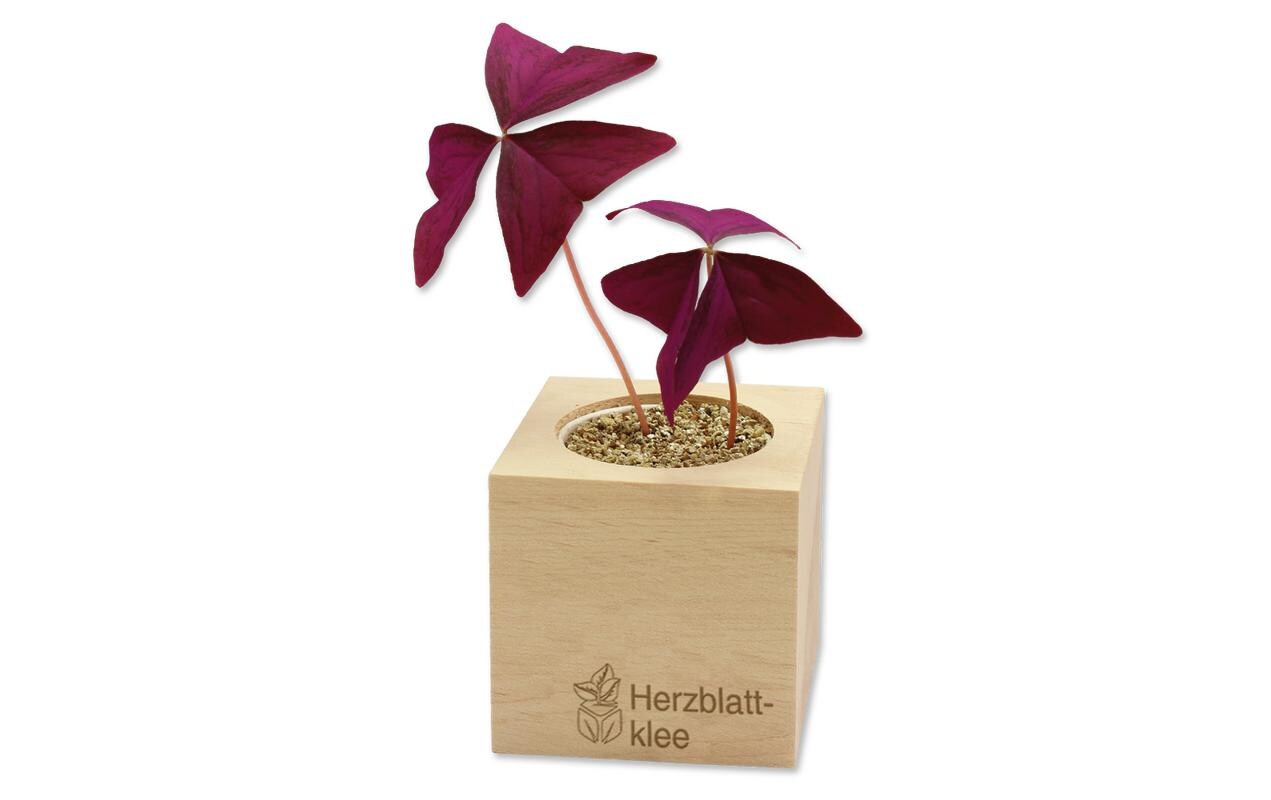 Feel Green Ecocube Herzblattklee