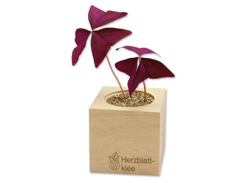 Feel Green Ecocube Herzblattklee