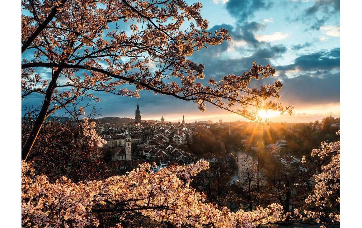 Ravensburger Puzzle Kirschblüten in Bern