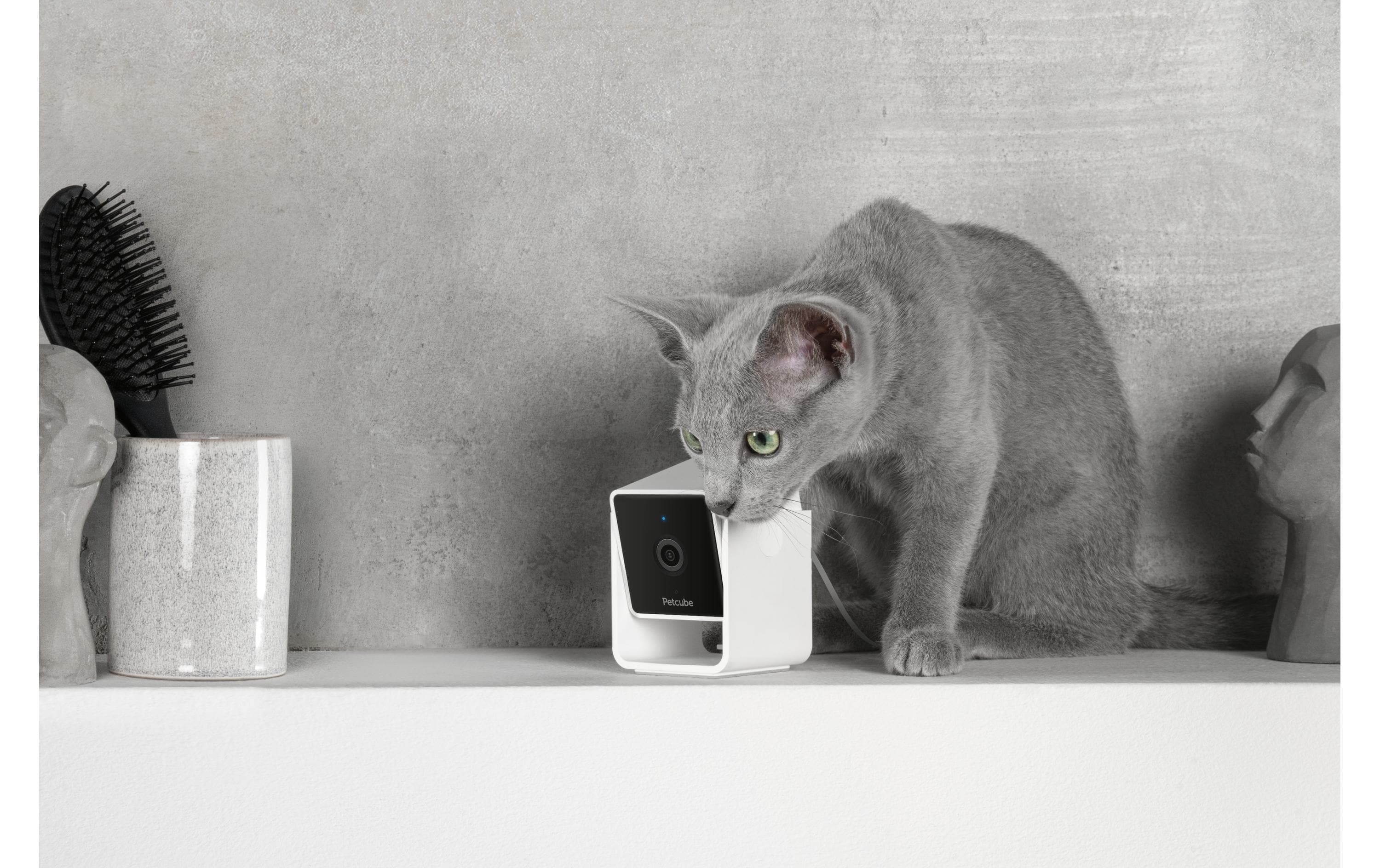 Petcube Haustierkamera Pet Cube