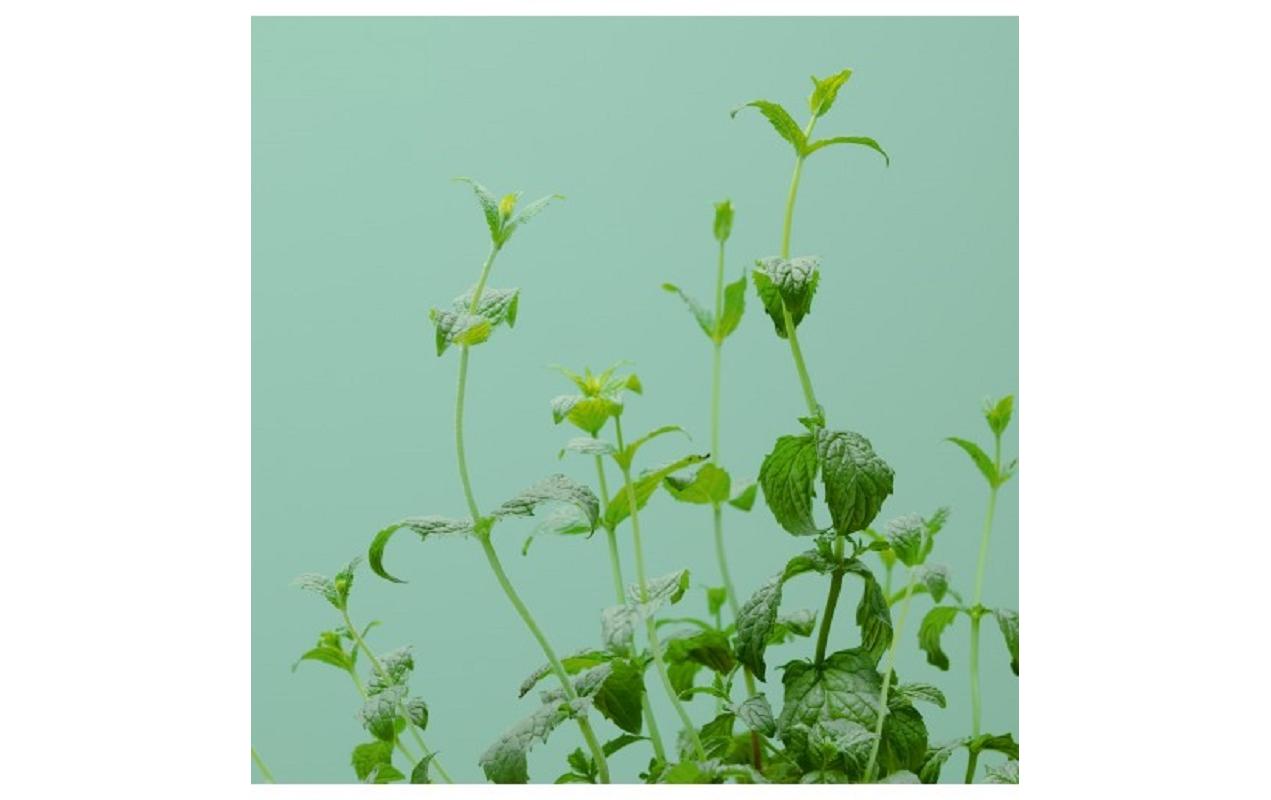 Prêt à Pousser Samen Grüne Minze Prêt à Pousser Samen Grüne Minze