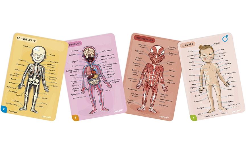 Janod Kinderspiel Magnetspiel Körper