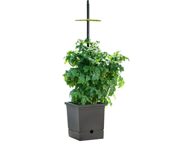 Romberg Tomatentopf mit Selbstbewässerung mit flexiber Rankhilfe Romberg Tomatentopf mit Selbstbewässerung mit flexiber Rankhilfe