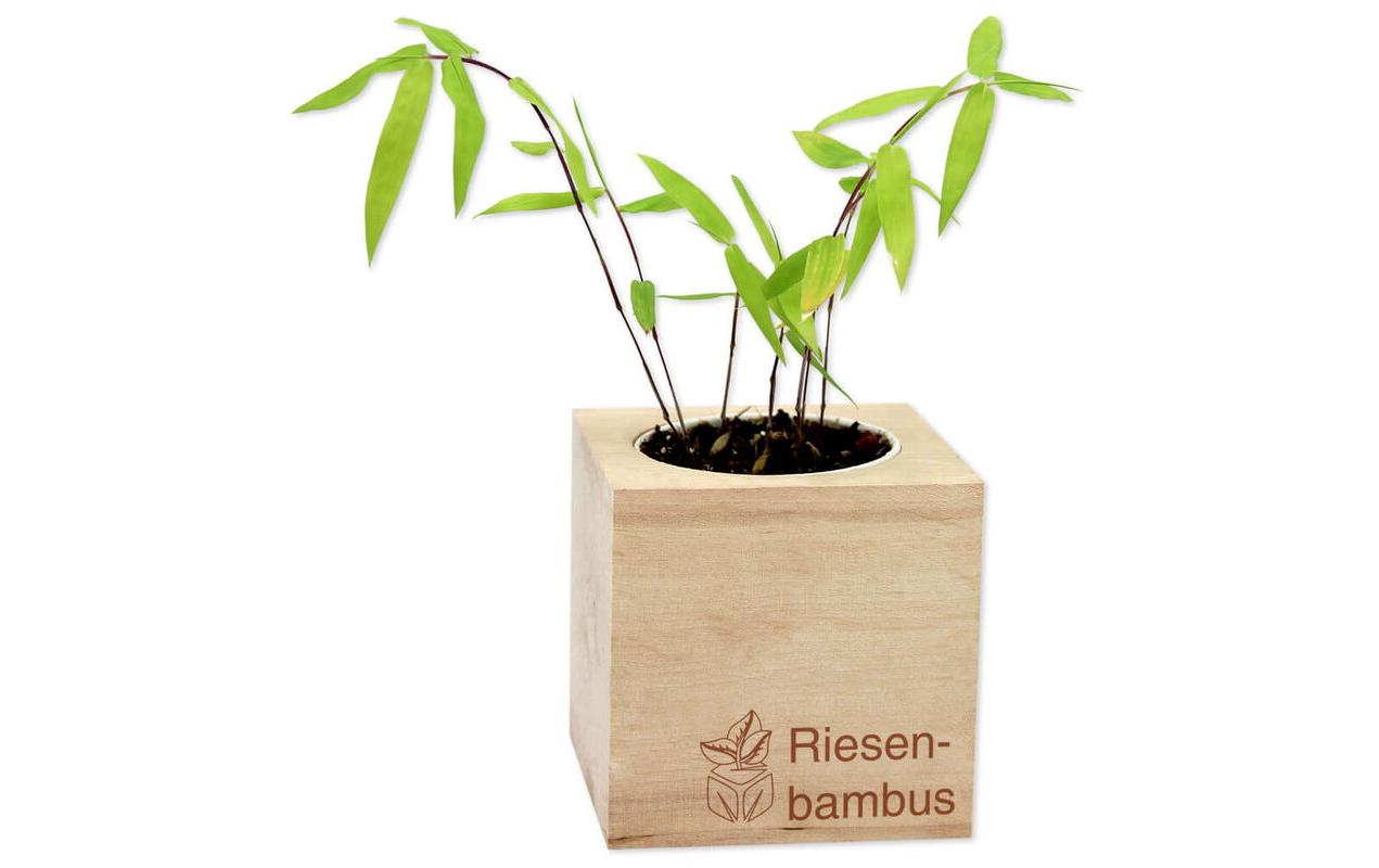 Feel Green Ecocube Riesenbambus