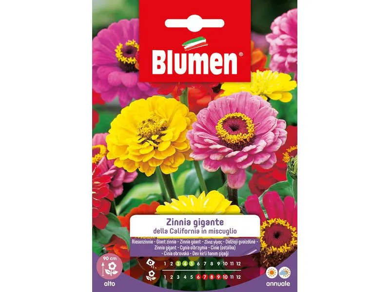 Blumen Saatgut Riesenzinnie California Mix