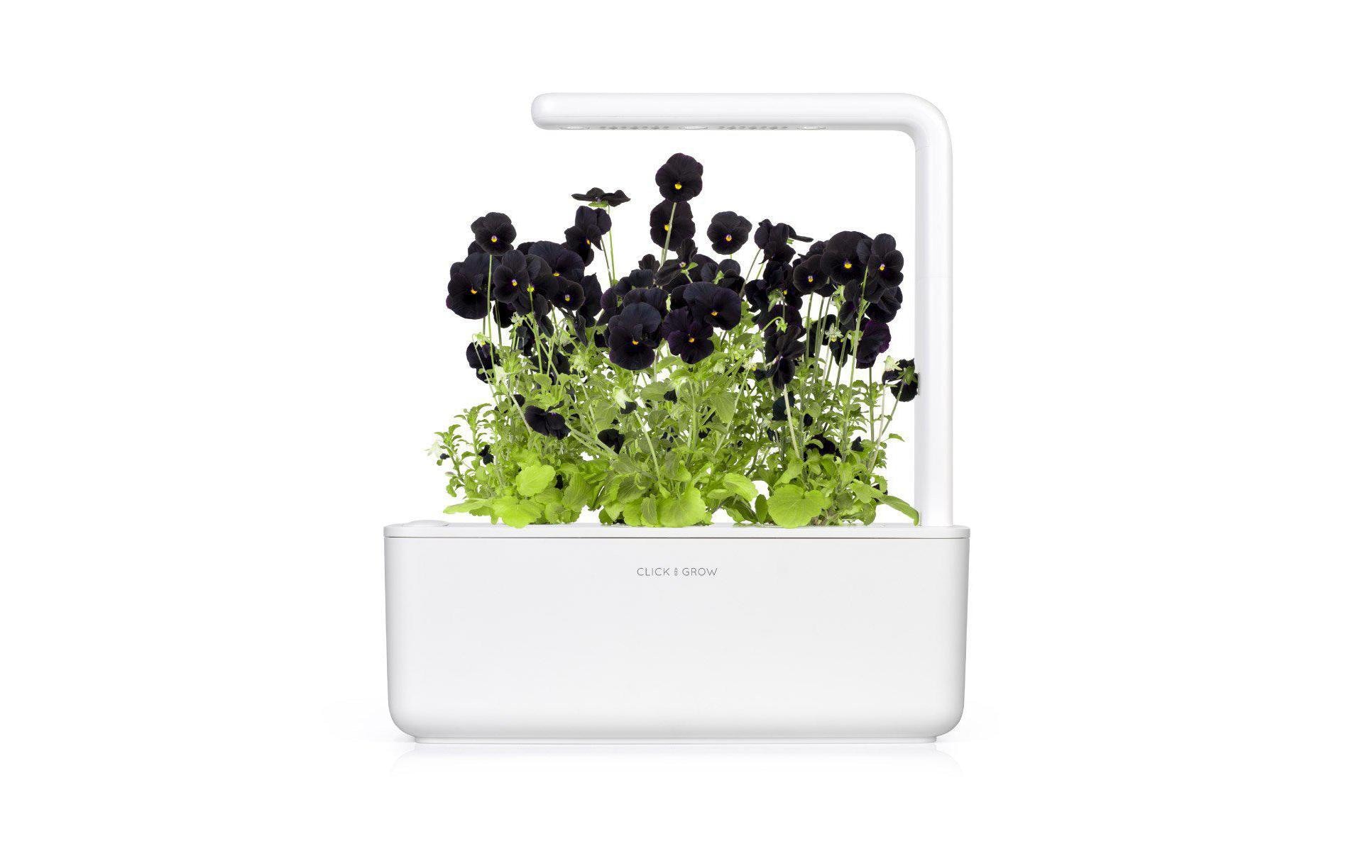 Click and Grow Saatgut Schwarzes Stiefmütterchen Click and Grow Saatgut Schwarzes Stiefmütterchen